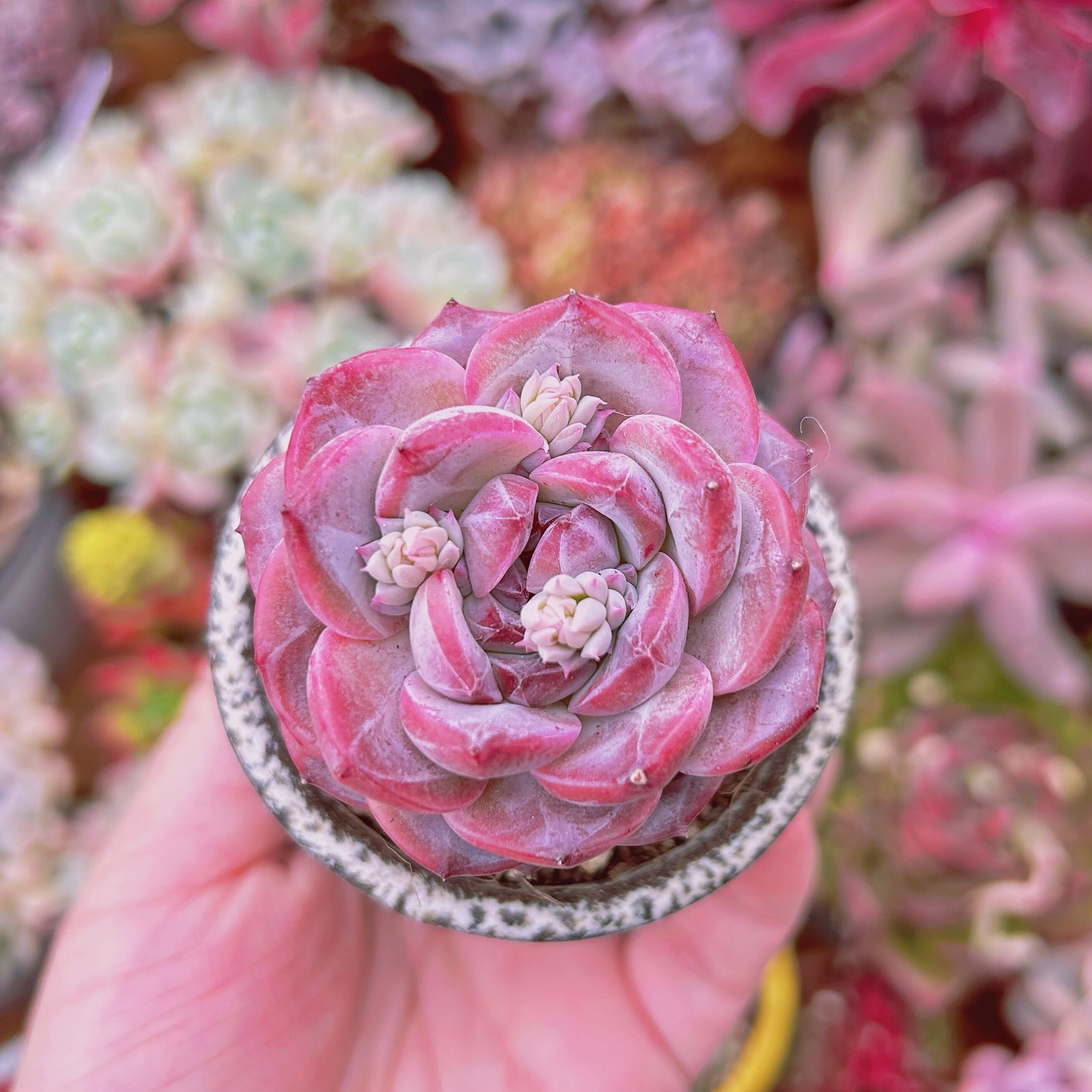 #307現物　多肉植物　ダイヤモンド