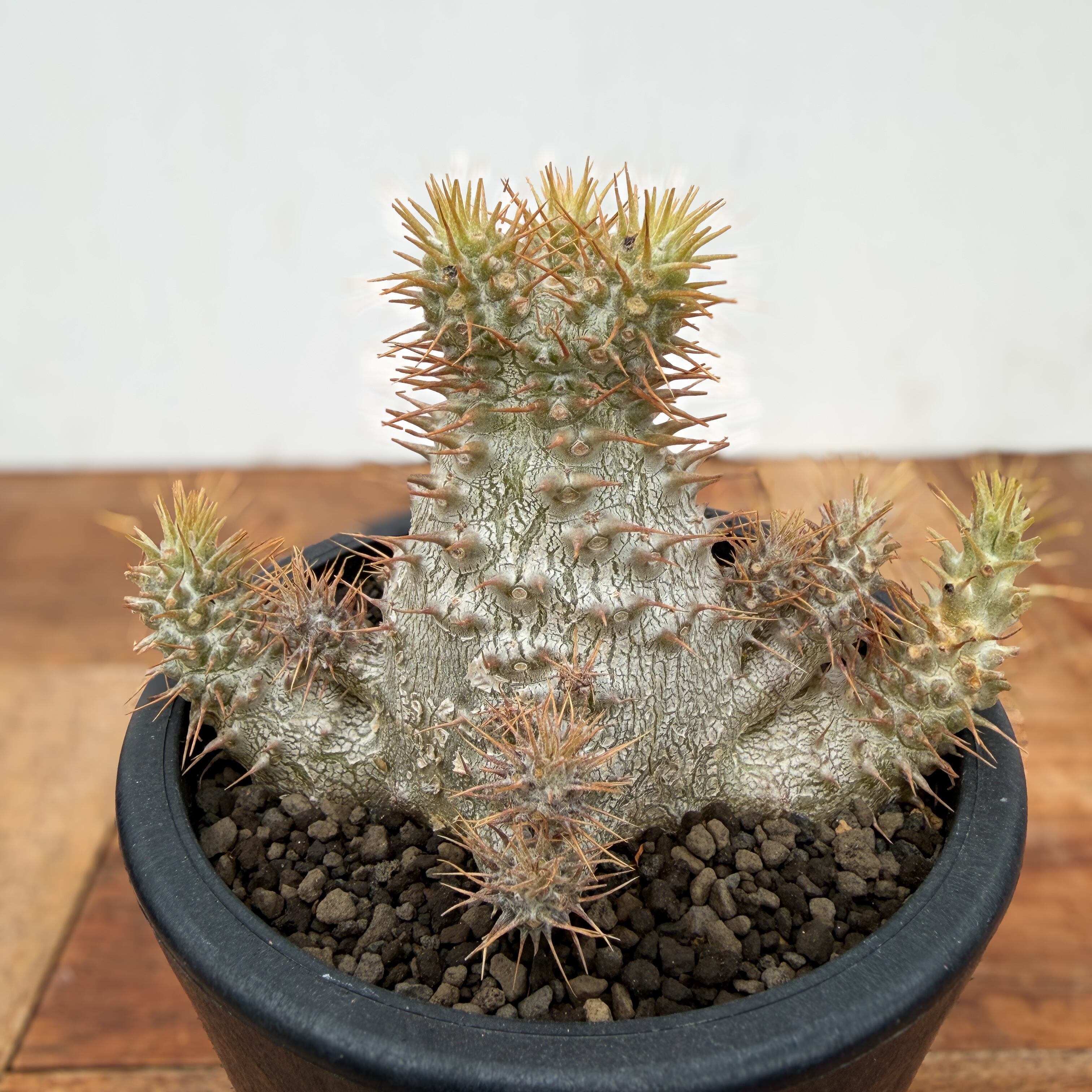 Pachypodium Gracilius【パキポディウム・グラキリス・実生】 | RIMO'S