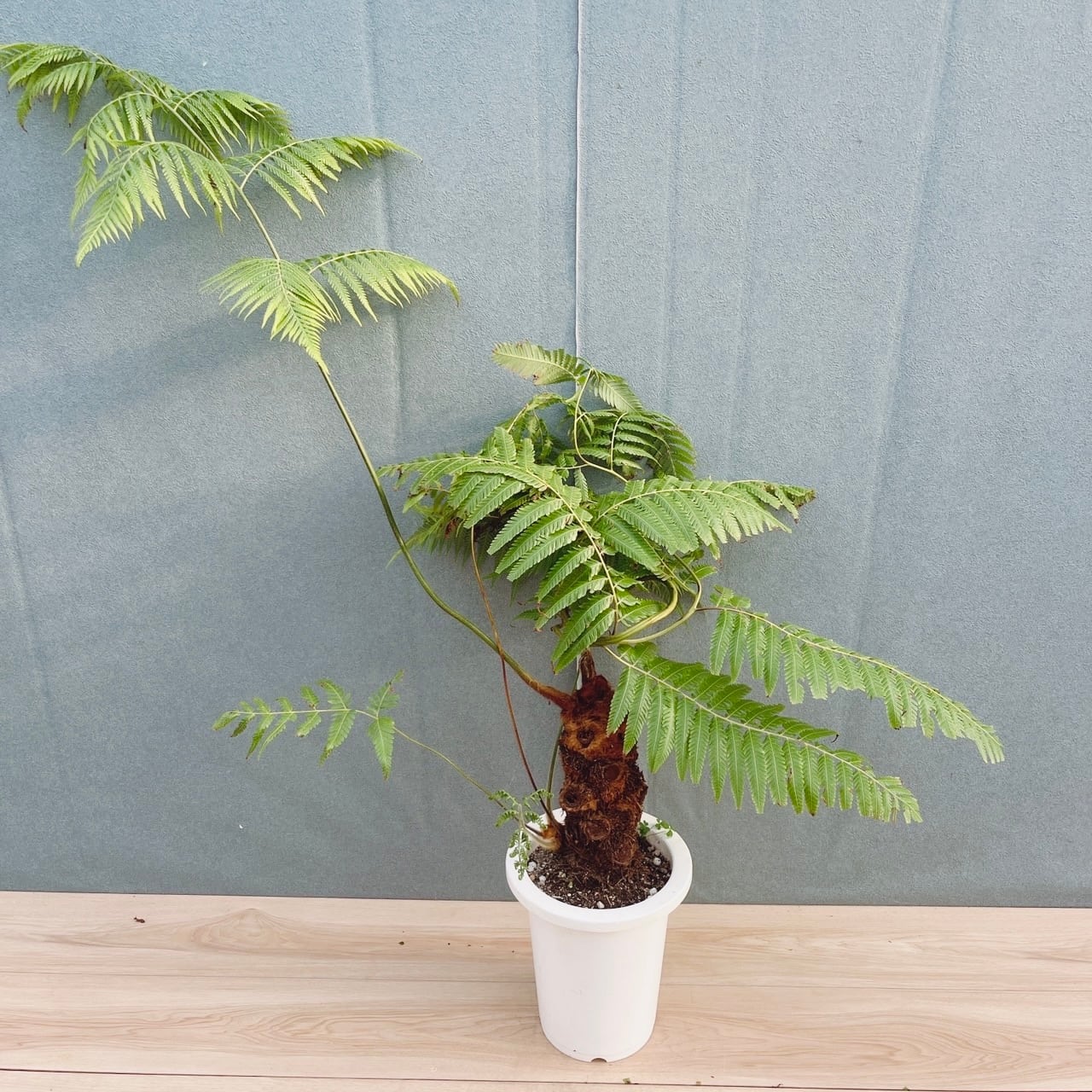 ［現品］【希少】37番　キンモウコウ　7号　観葉植物　レア　室内　タカワラビ 現品］【希少】37番 キンモウコウ 7号 観葉植物 レア 室内 希少