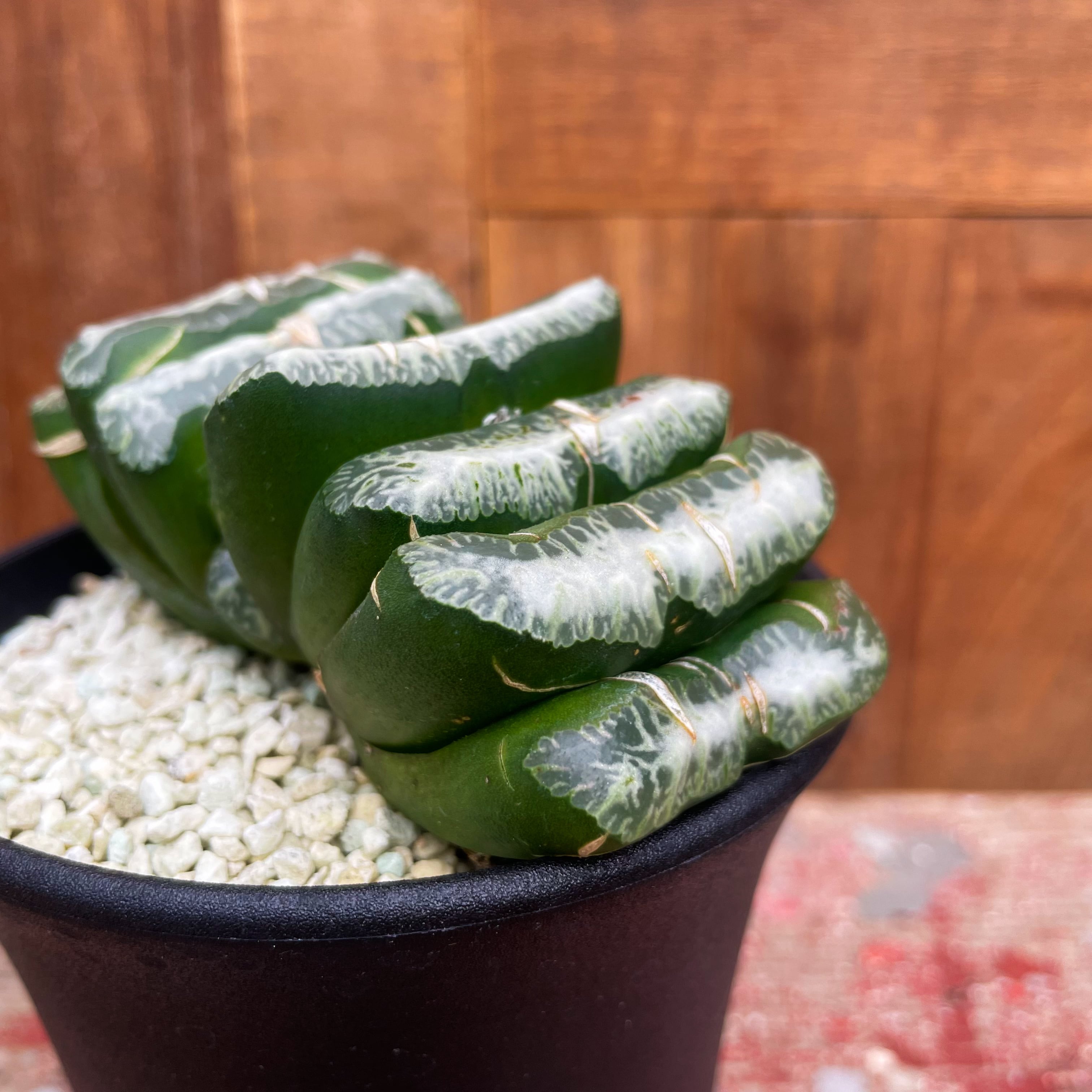玉 扇 Haworthia ハオルチア・玉扇 白雲マンモス RIMO S GREEN Saboten