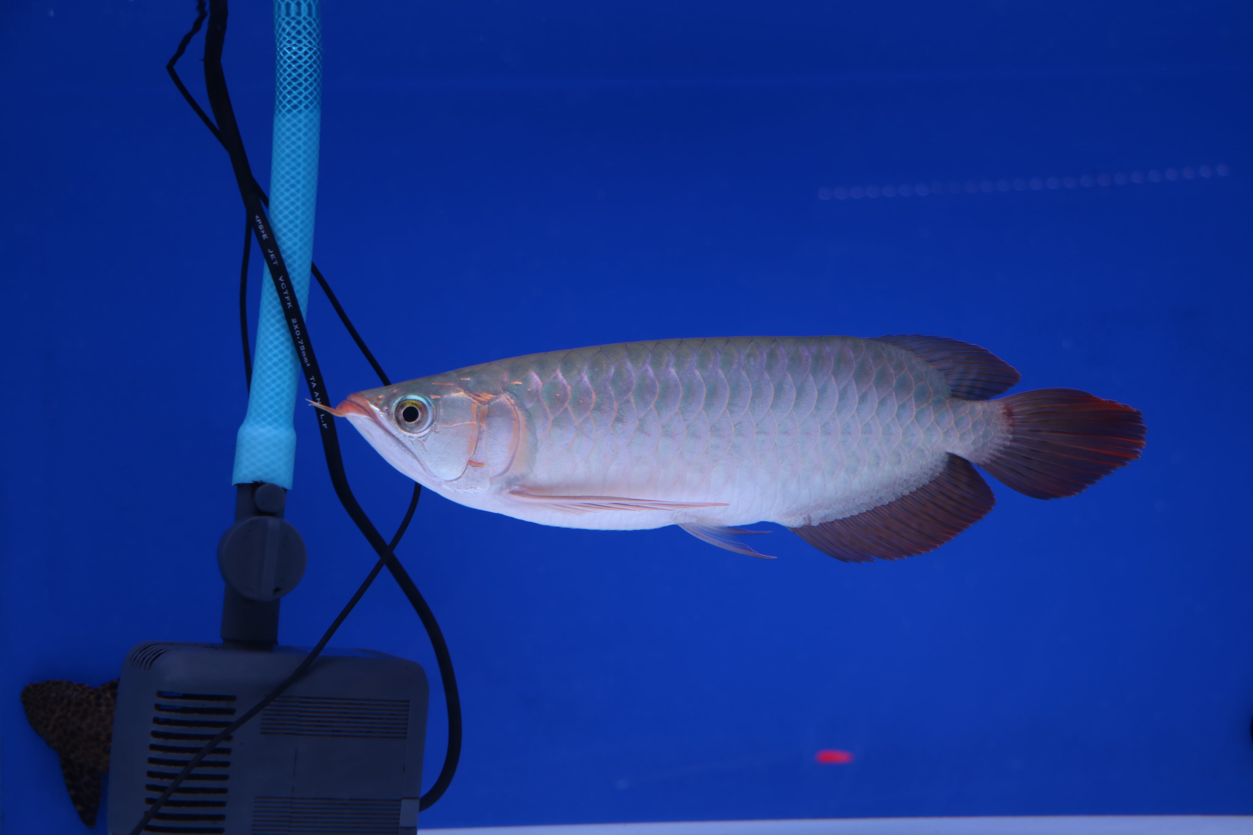 紅龍 紅龍 no.8879 ☆完品トップクオリティ☆ ±35㎝ | アロワナ等の大型魚