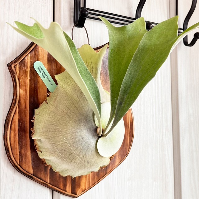 ビカクシダ ネザーランド 板付 【観葉植物 室内 コウモリラン】