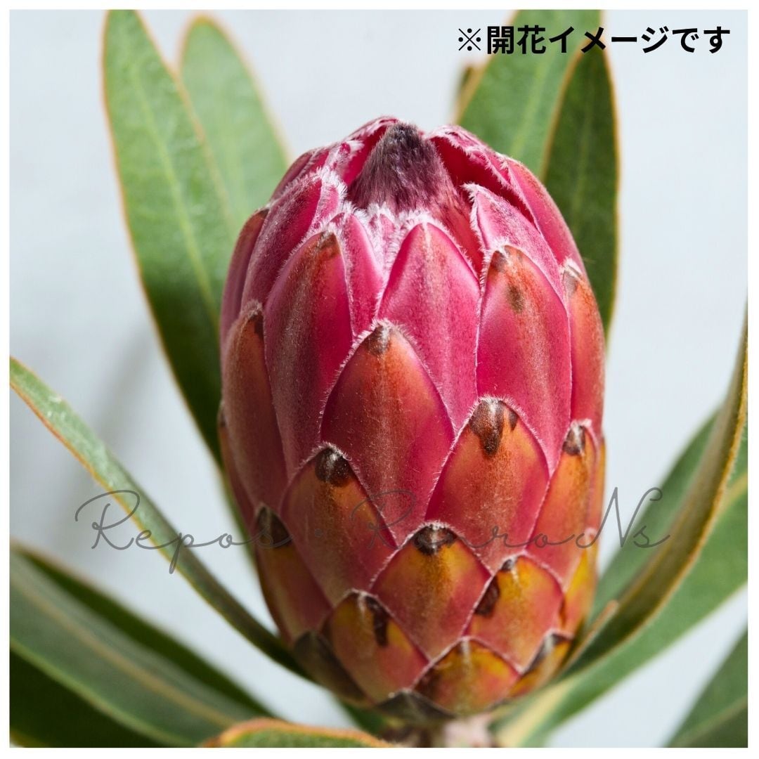 プロテア：スペシャルピンクアイス①（6号）プロテア苗 ネイティブ