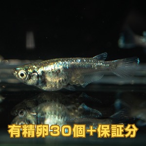 黒衣　有精卵（30個）