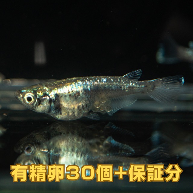 黒衣　有精卵（30個）