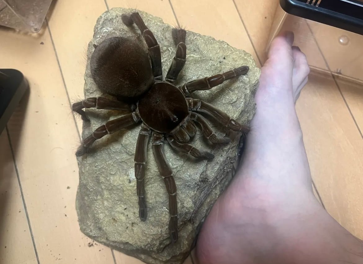 Theraphosa | オモニキチュウ