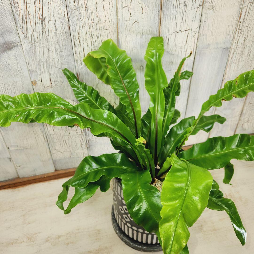 アスプレニウム ユニコーン　観葉植物 観葉植物 アスプレニウム ユニコーン | 陽華園