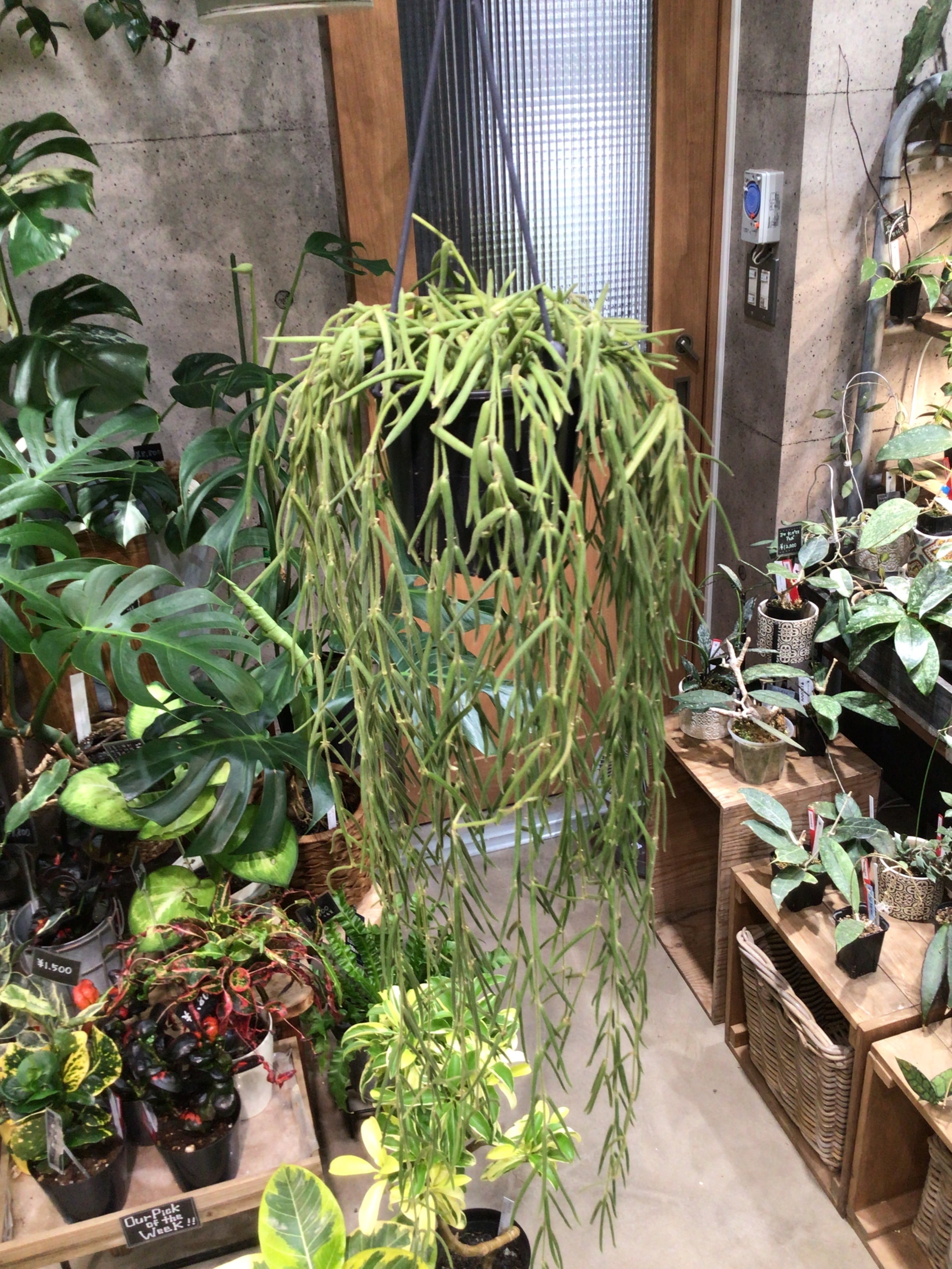 ホヤ カルノーサ スージーQ | MIDORIYA 観葉植物専門店
