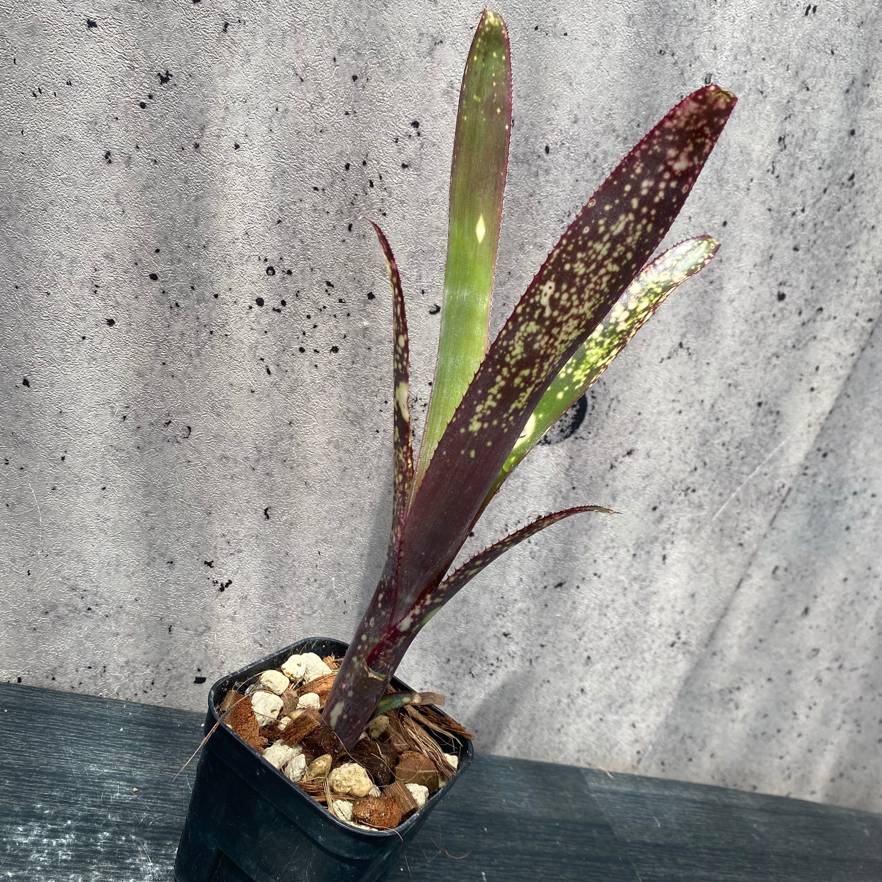 観葉植物 カラフルです！タンクブロメリア ビルベルギア 『Midnight sun』