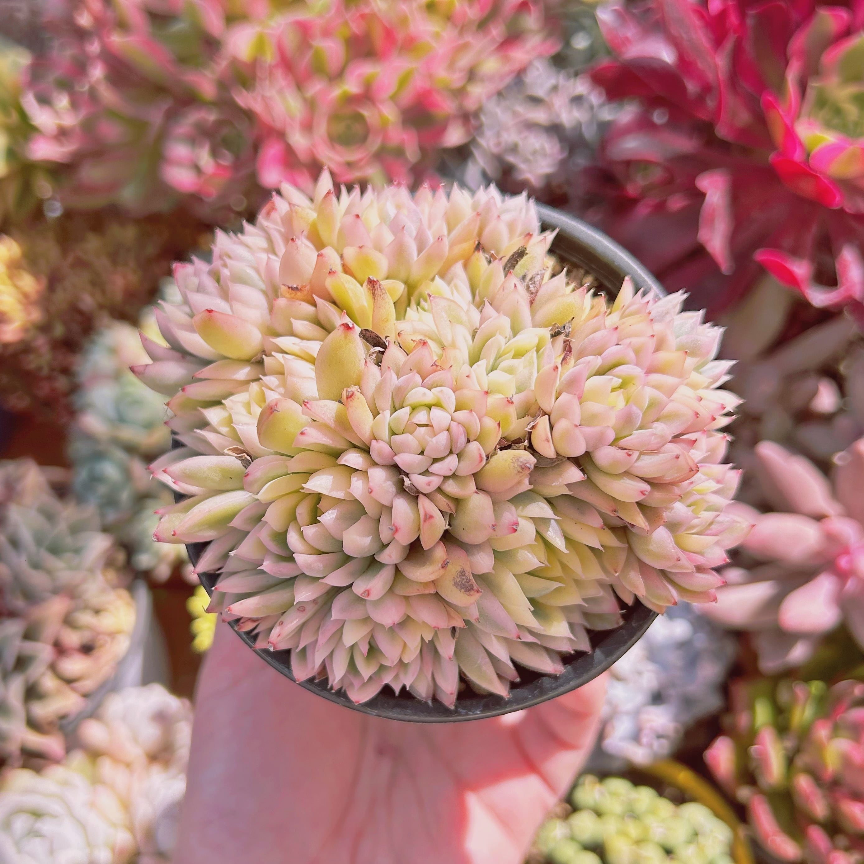 #291現物　多肉植物　Echeveria  女雛錦　特大　抜き苗