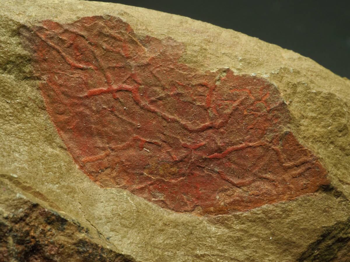 化石の百科事典 化石ハンター展 ～ゴビ砂漠の恐竜とヒマラヤの超大型獣～」 （国立科学