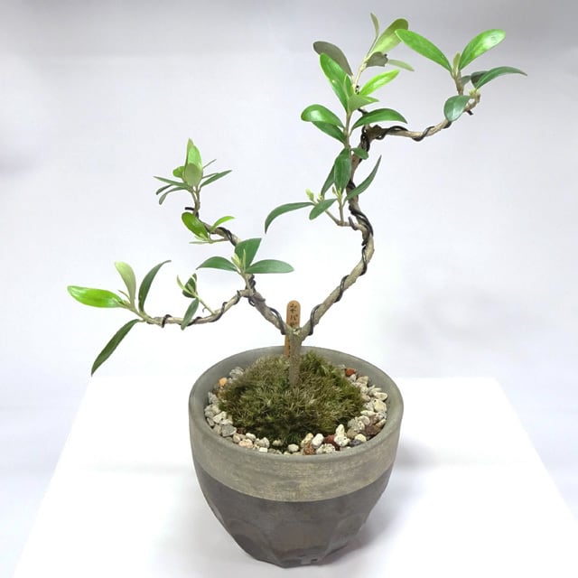 送料無料（沖縄配送） オリーブ 大!盆栽 Oh!Olive Bonsai