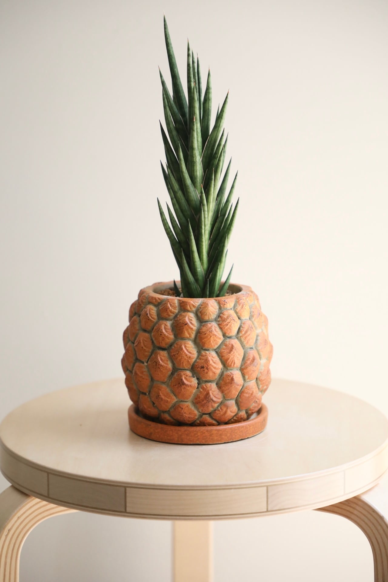 S】サンスベリア フランシシー/Sanseveria Francisii | 【厳選植物・器