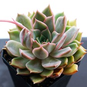 抜き苗 アリカ Echeveria 'Alica'