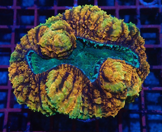 【現地買付】Lobophyllia Premium