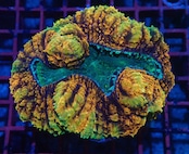 【現地買付】Lobophyllia Premium