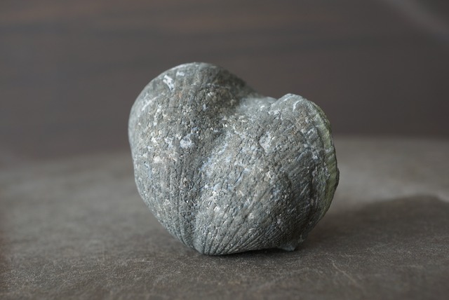 オハイオ州産黄鉄鉱化腕足類化石 Paraspirifer bownockeri 1481