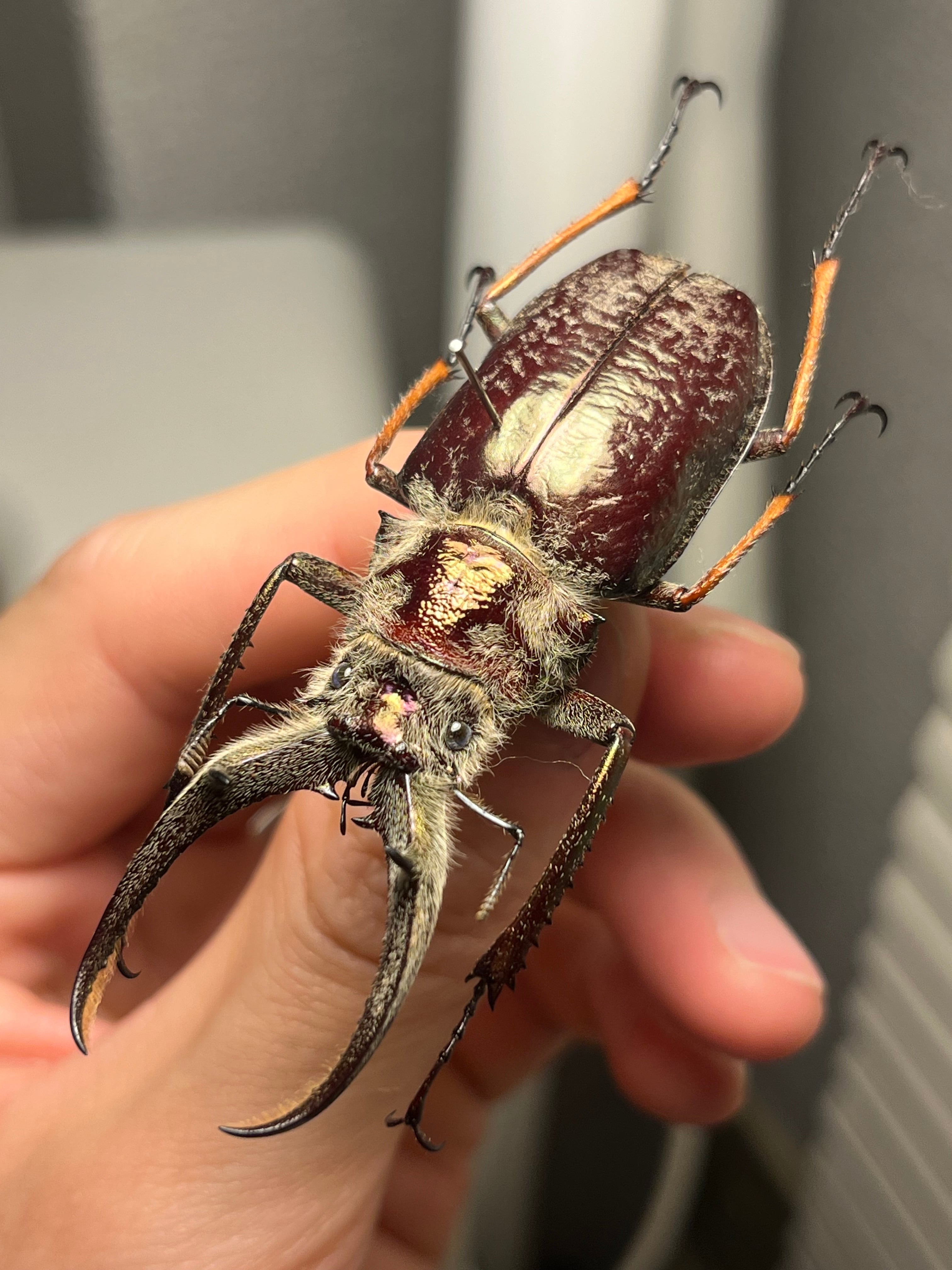 ショップ 【一属一種】Bolbotritus bainesiウスバカミキリ 昆虫標本 一