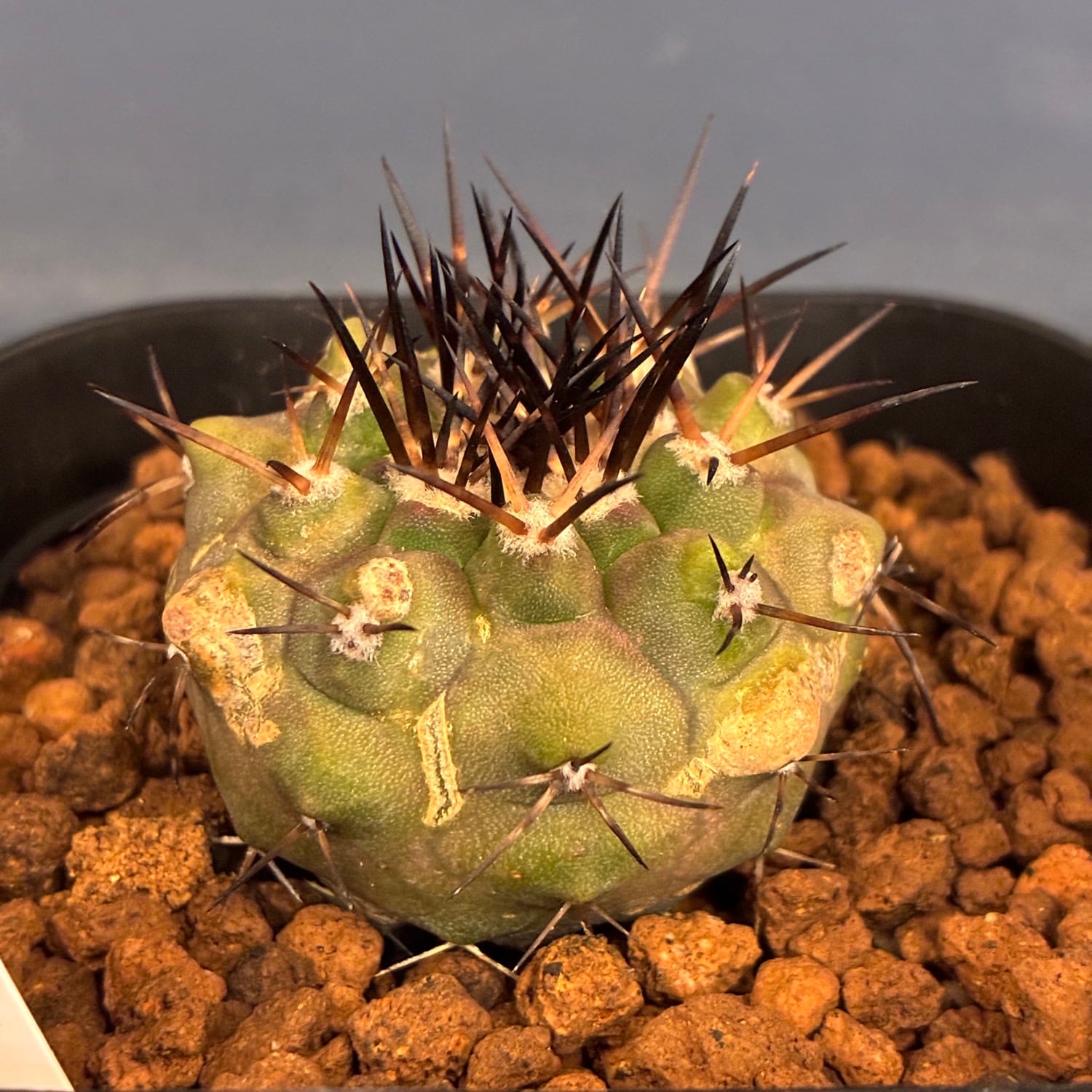 Copiapoa】サボテン コピアポア コルムナアルバ 孤竜丸 実生【329