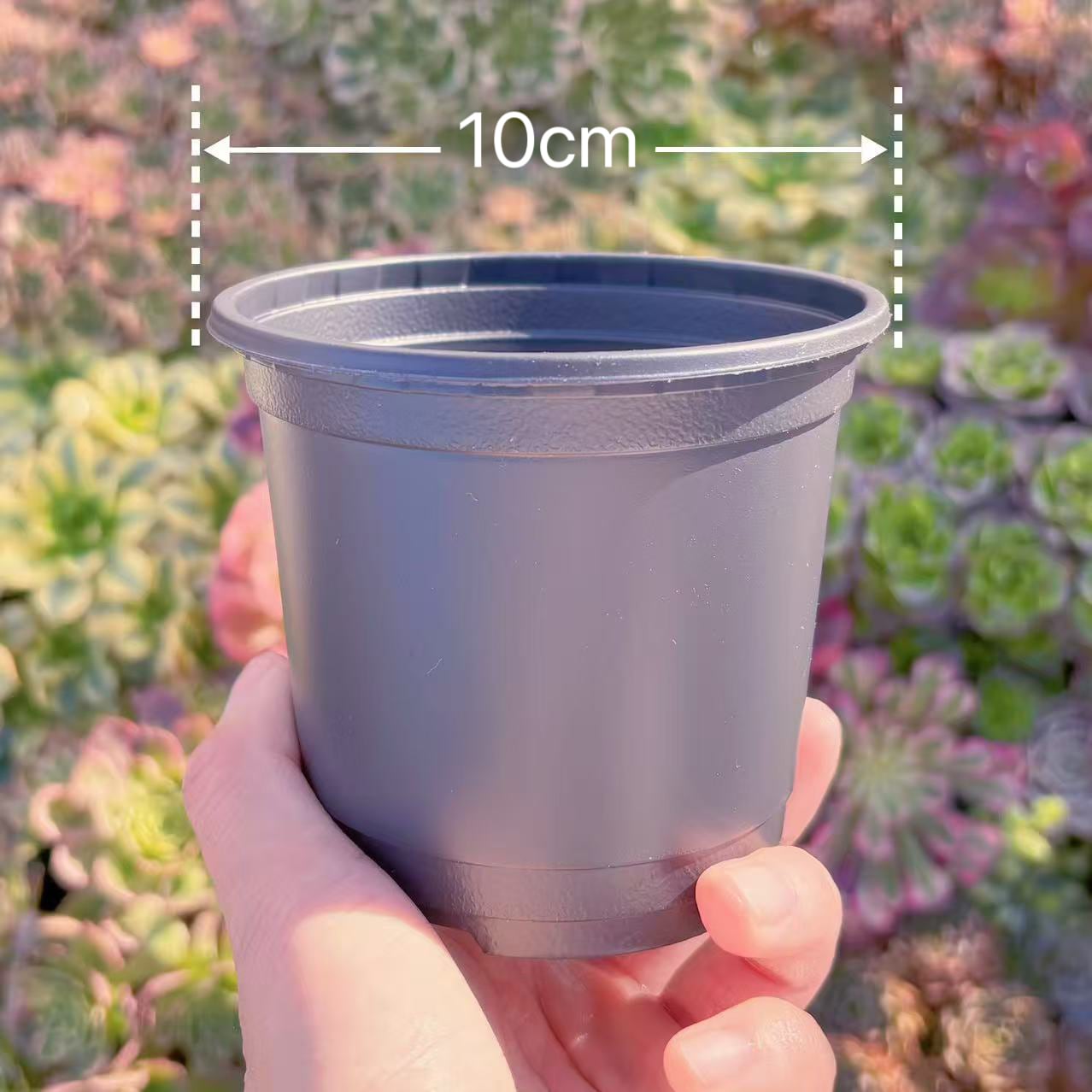 多肉植物　専用鉢10cm　3個セット　るる農園