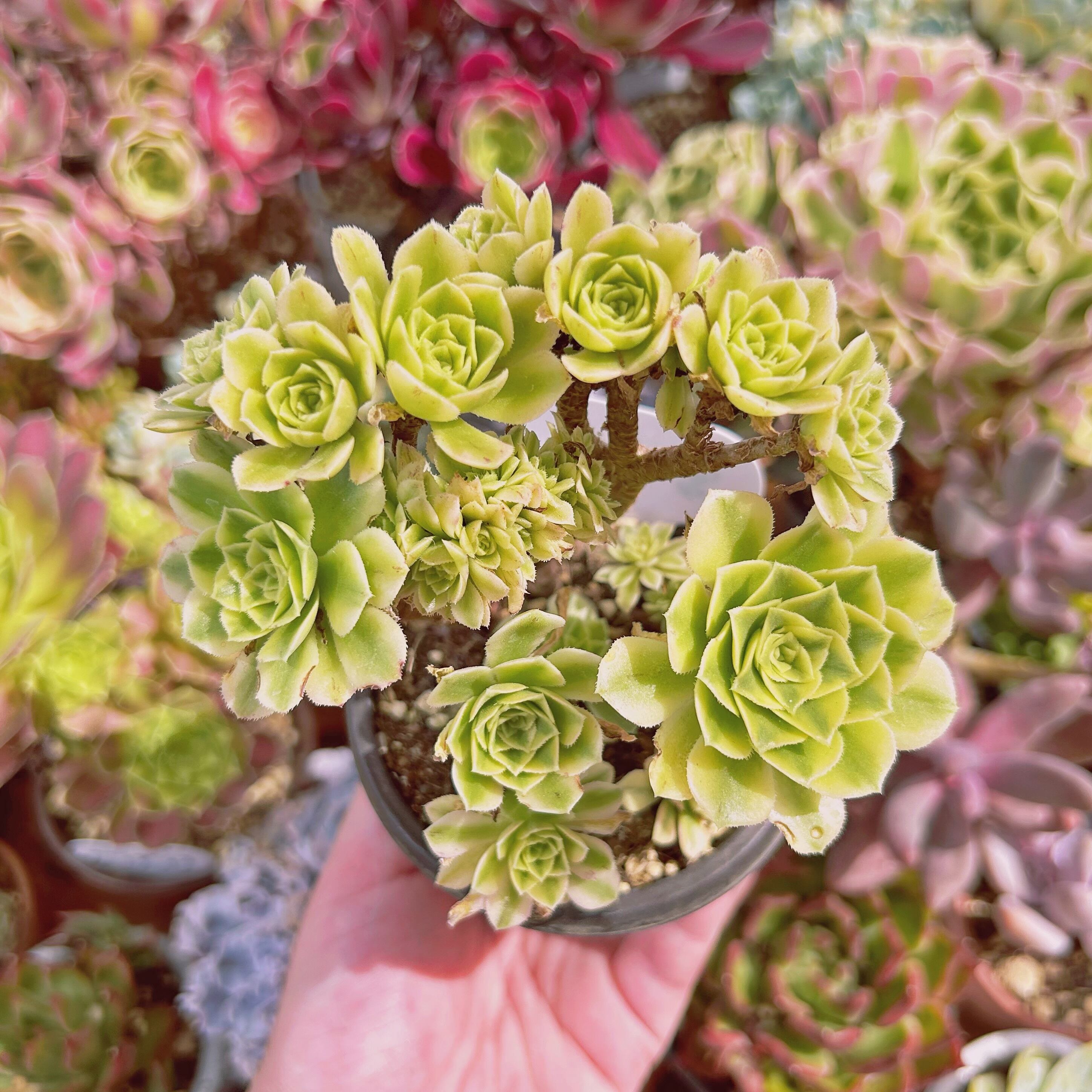 #528現物　多肉植物　富士雪  特大　抜き苗