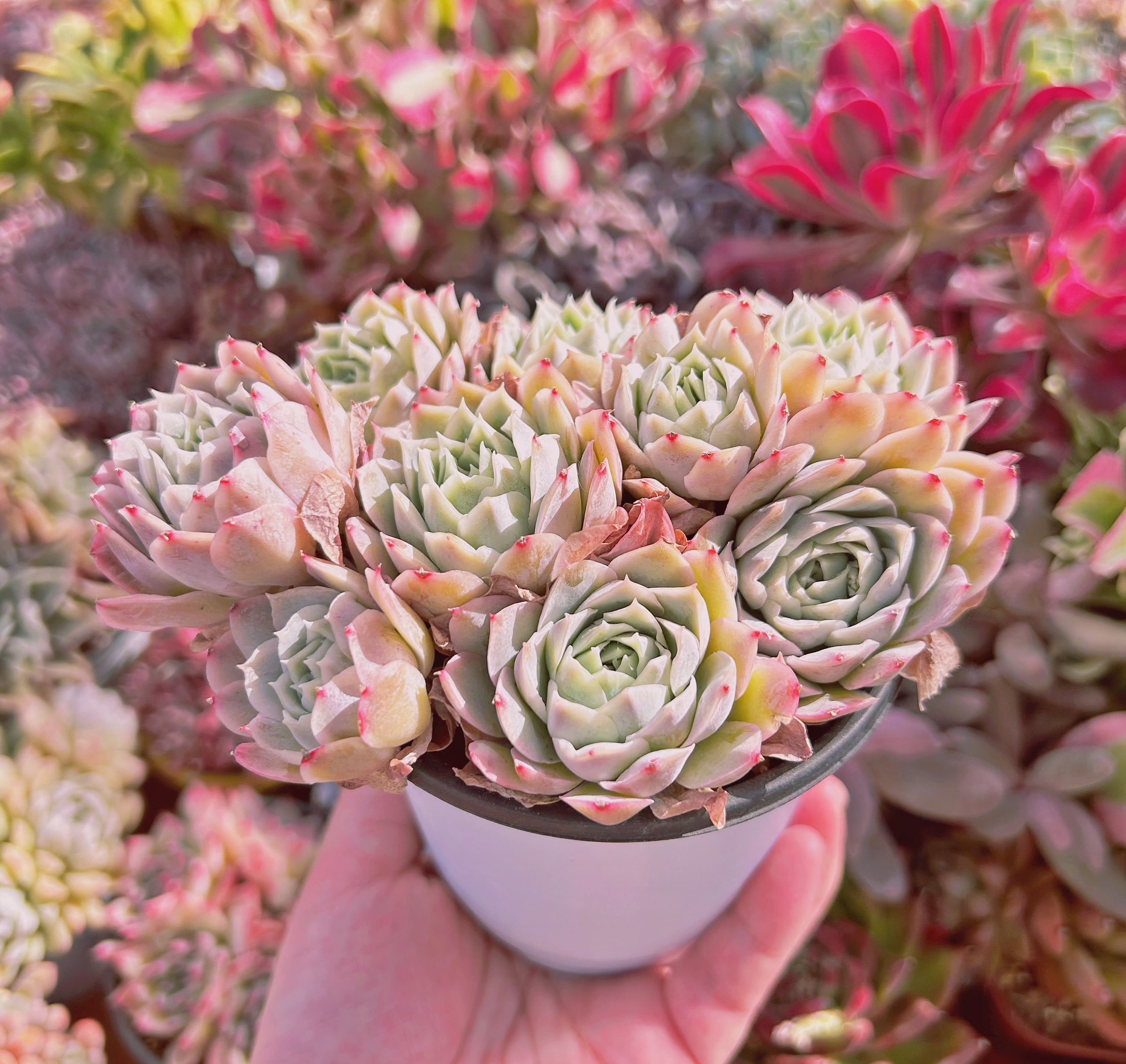 229現物 多肉植物 Echeveria 静月 特大 | るる農園~多肉植物専門