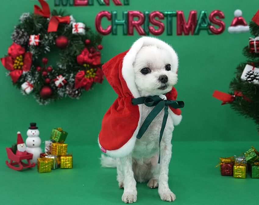 christmas manto / クリスマス マント ドッグウェア 犬の服 帽子 ケープ 冬 サンタ アウター 犬 コスプレ サンタクロース hu7