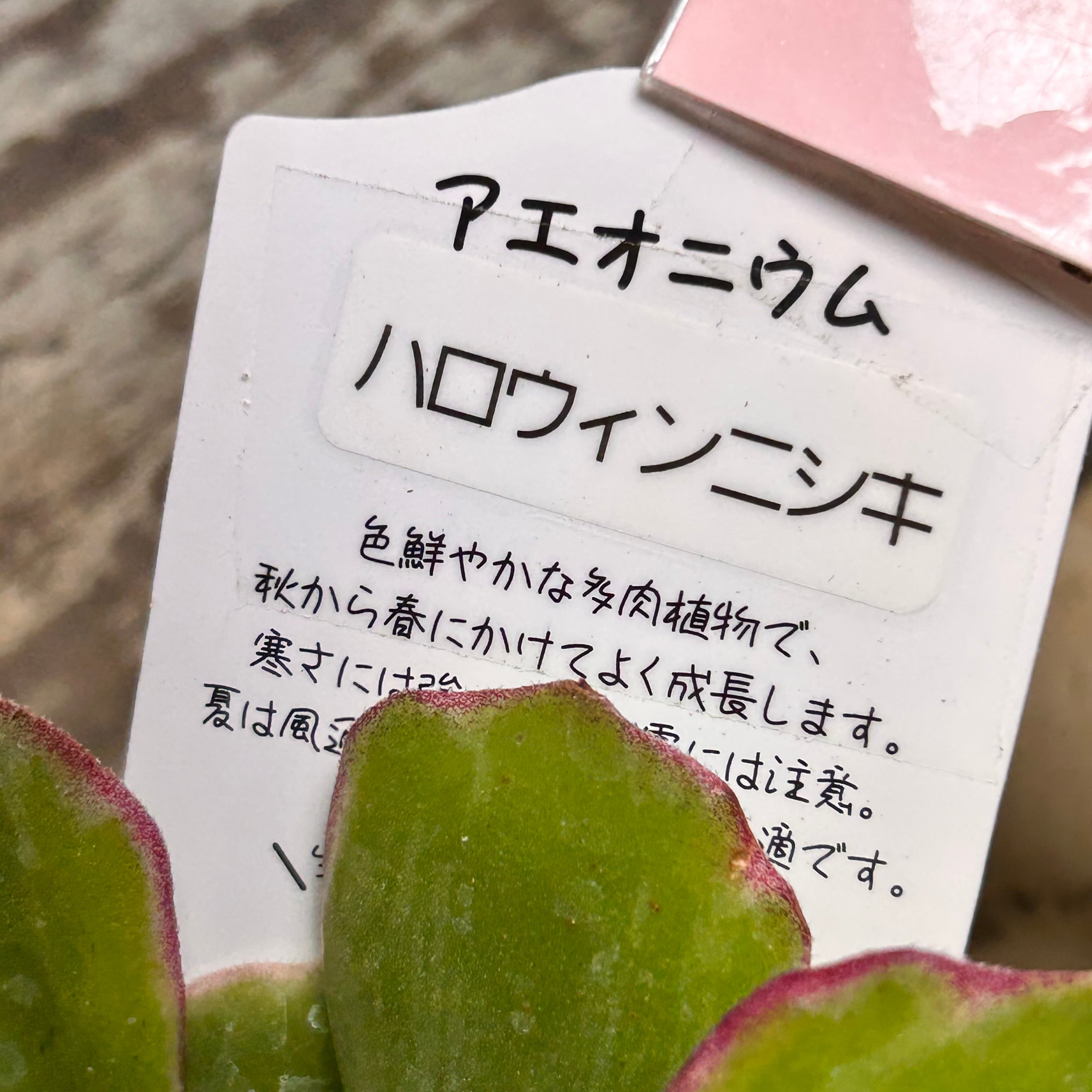 A)ハロウィンニシキ アエオニウム | RuPo 多肉植物専門店