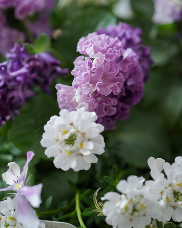 【ミニ花苗セット】ラッフル系のラベンダーパンジー、ミニ花苗セット