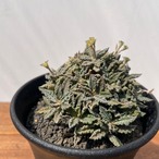 Euphorbia tulearensis【ユーフォルビア・トゥレアレンシス】