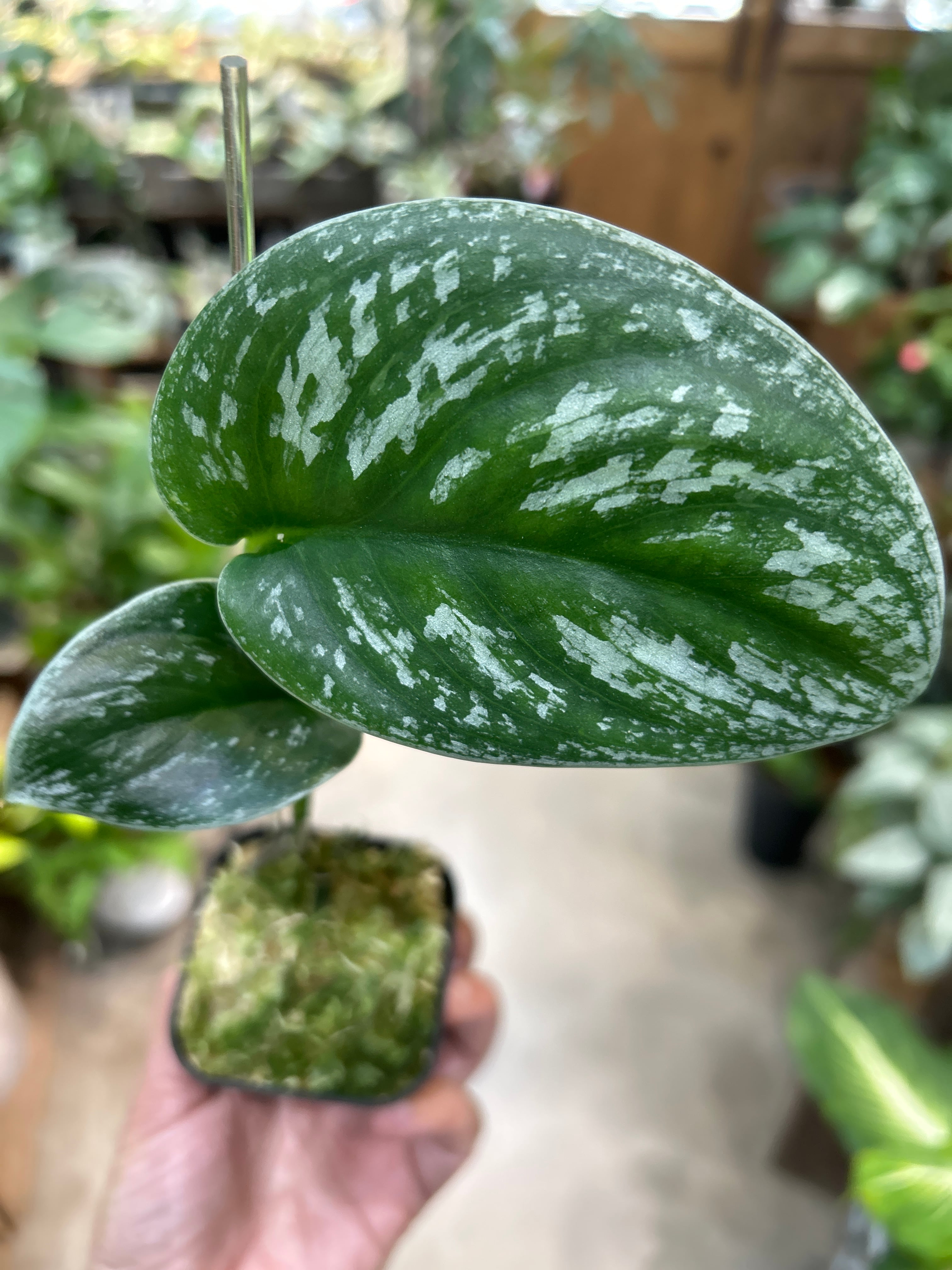 ホヤ グヌンガディン ゴースト | MIDORIYA 観葉植物専門店