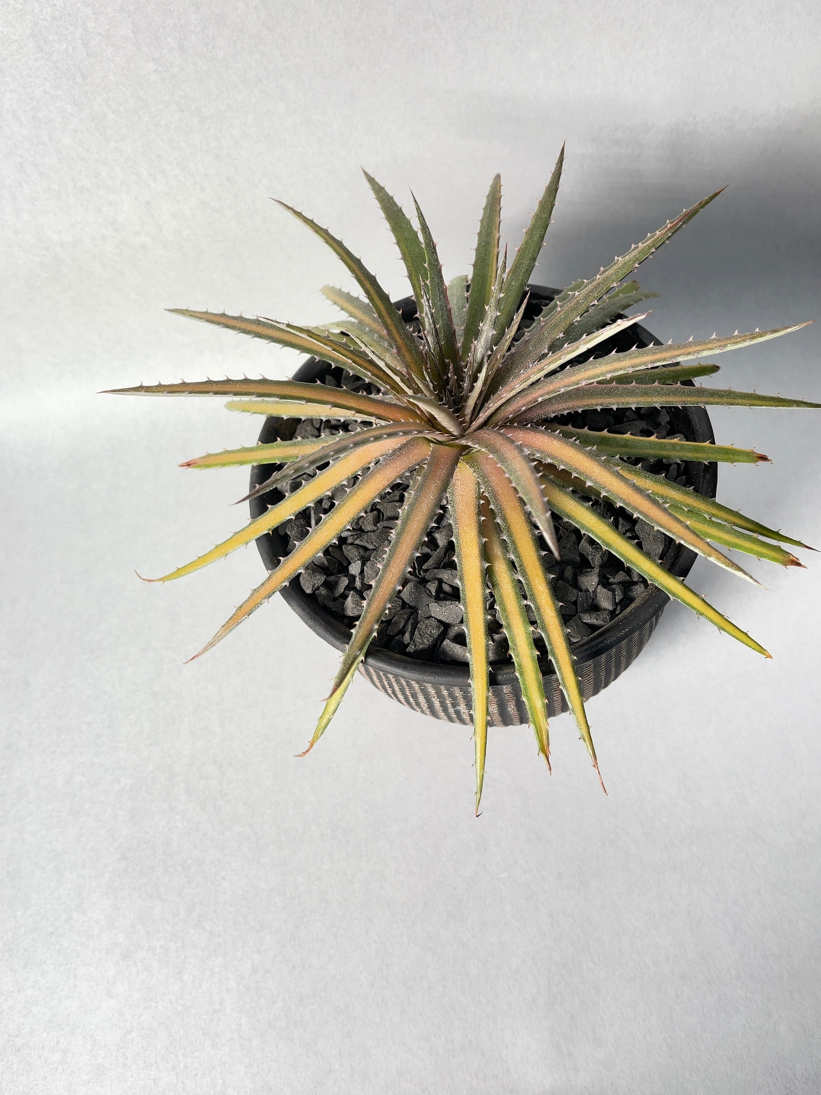 ディッキア　ダコタ　斑入り　大型分頭株 斑入りディッキアと言えばこれ！ダコタ Dyckia dakota
