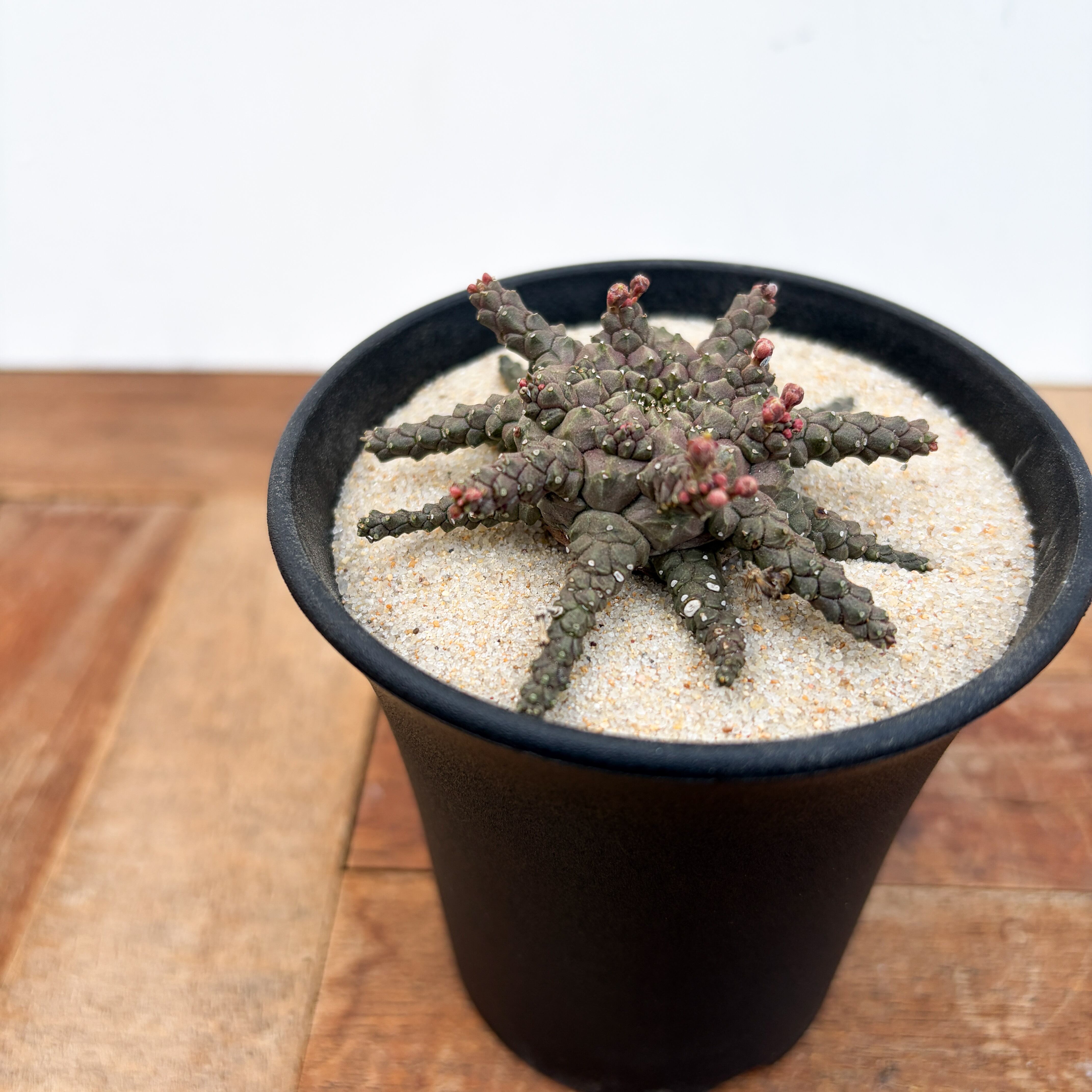 Euphorbia brevirama【ユーフォルビア・ブレビラマ】 | RIMO'S GREEN