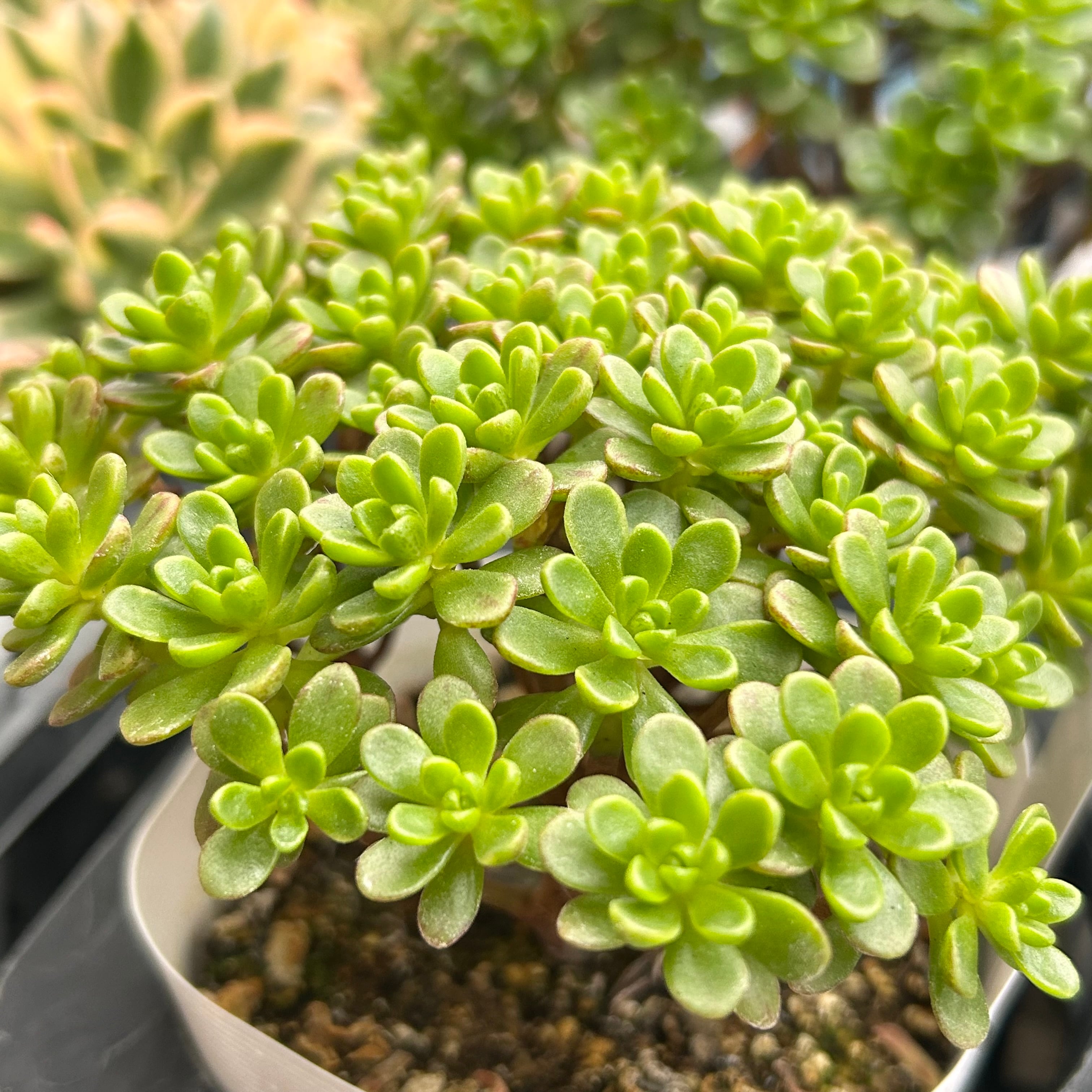 アエオニウム | RuPo 多肉植物専門店