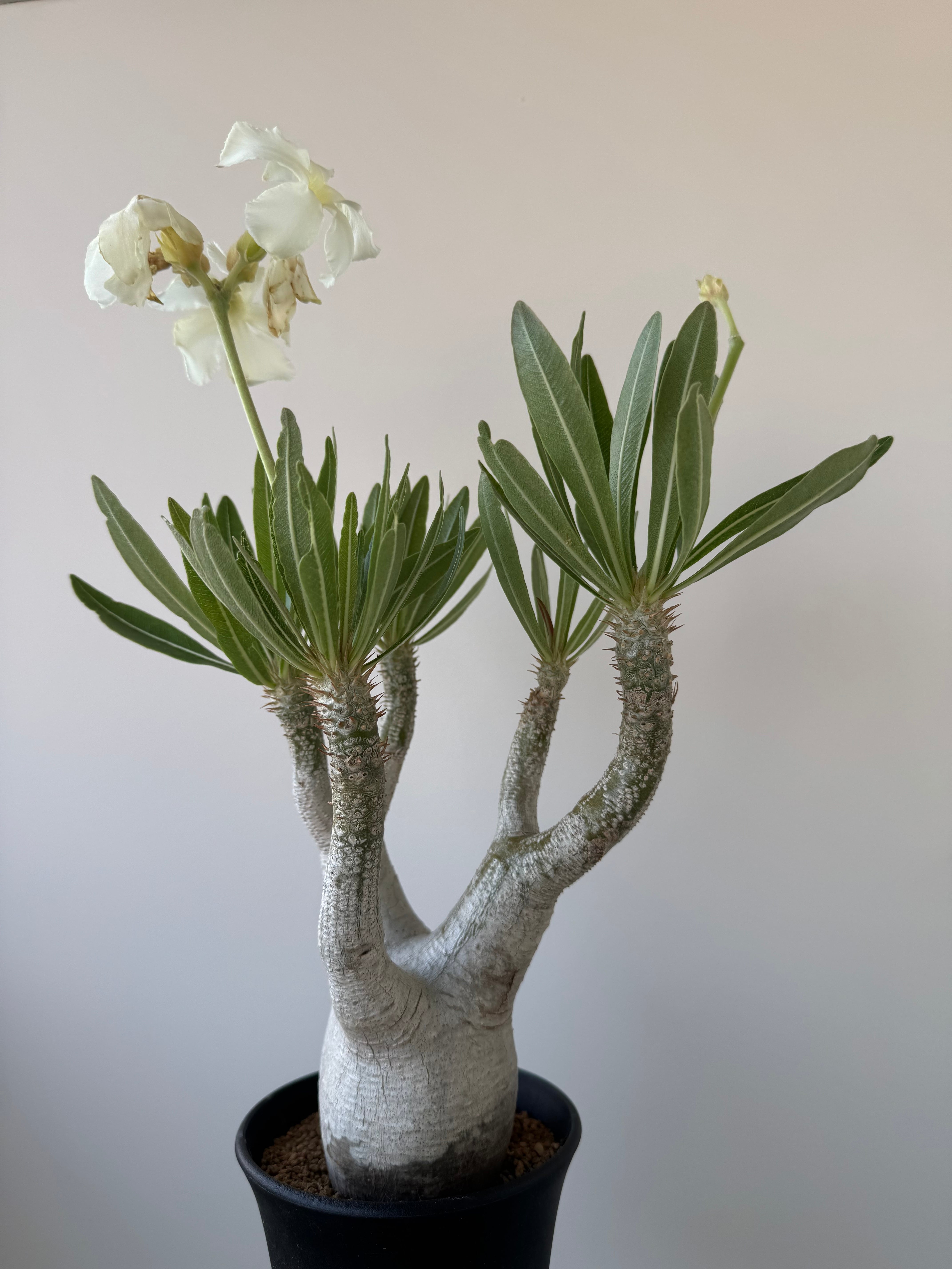 極上品】Pachypodium rosulatum var. inopinatum【白花咲かせる美しい