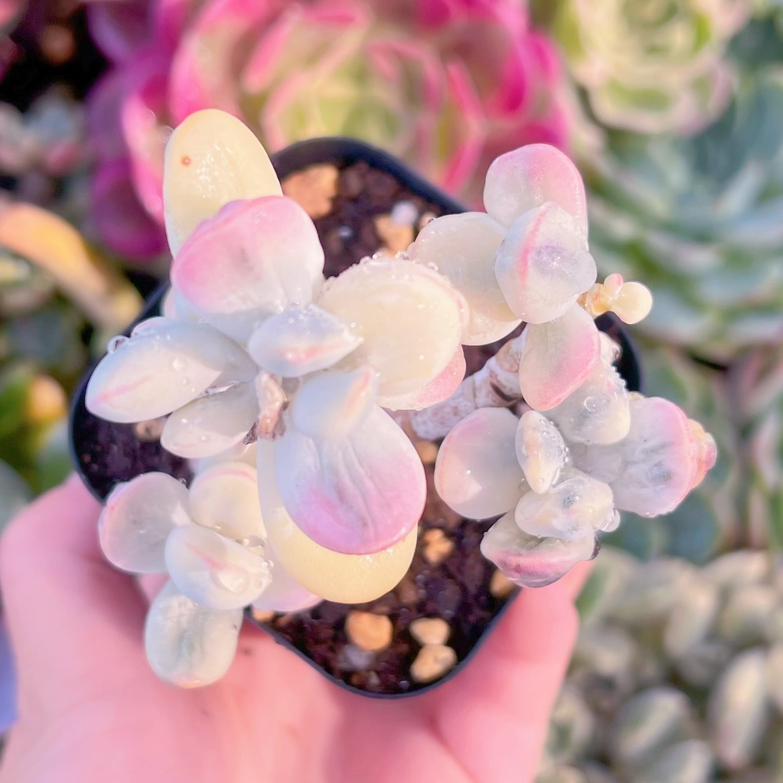 現品　達磨福娘錦#F084　群生　るる農園