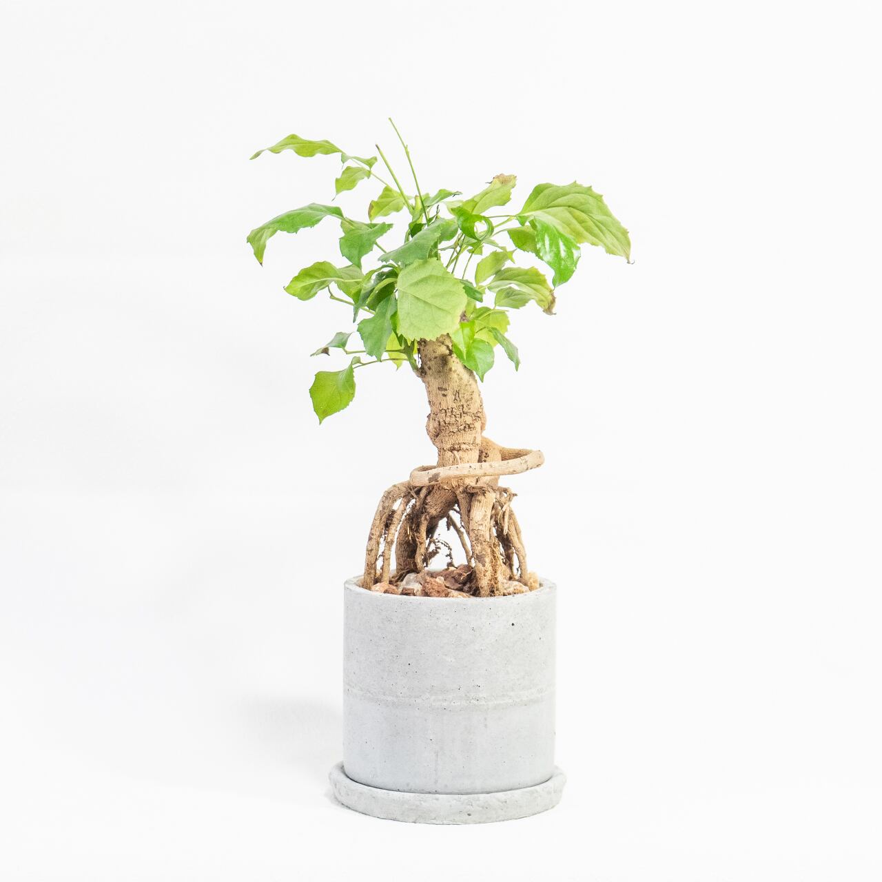 ヘテロパナックス 力強い気根と自然美あふれる樹形　モルタル鉢のインテリア観葉