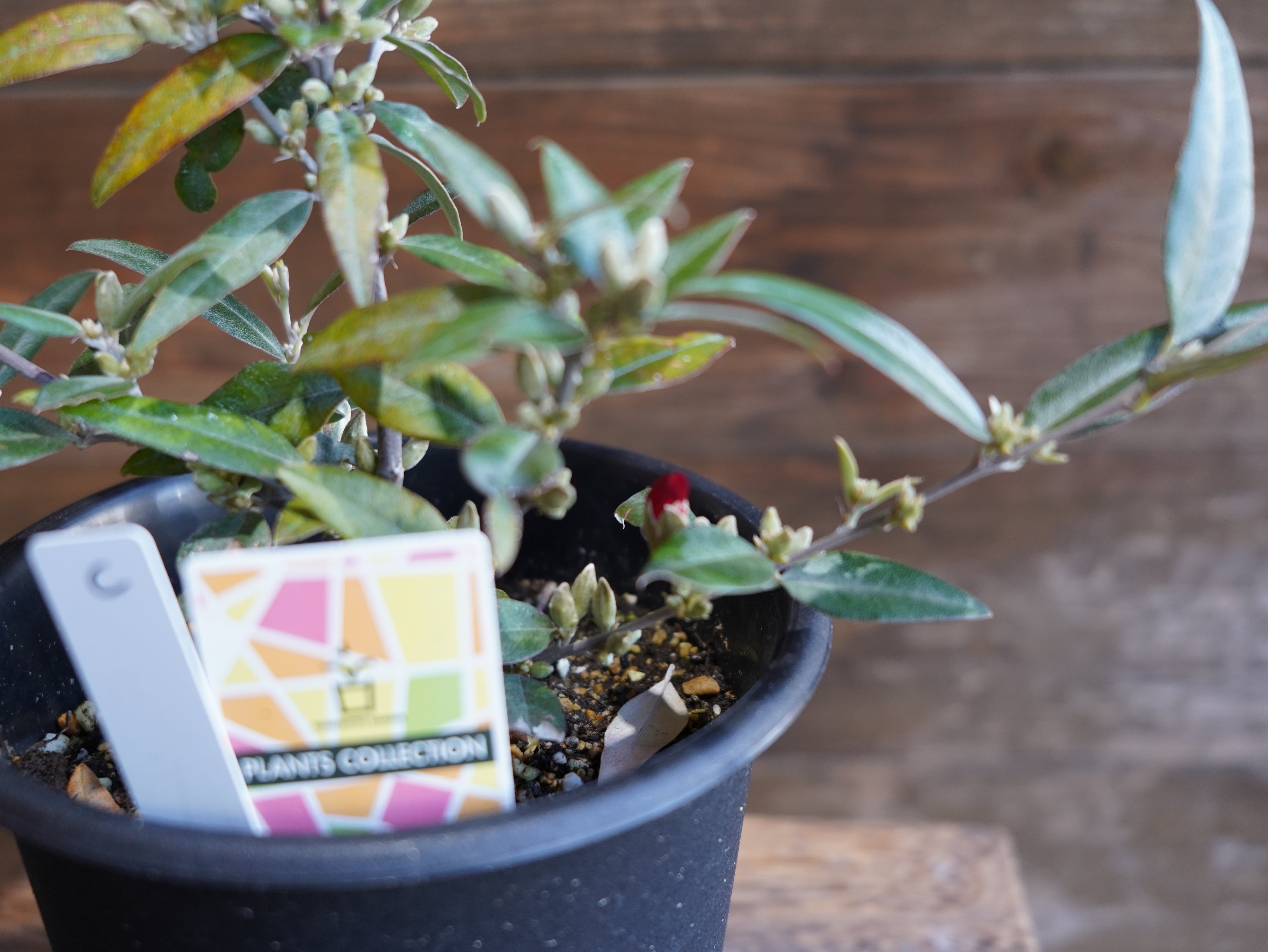 【現物】ガストロロビウム セリセウム ”レッドスター”　C