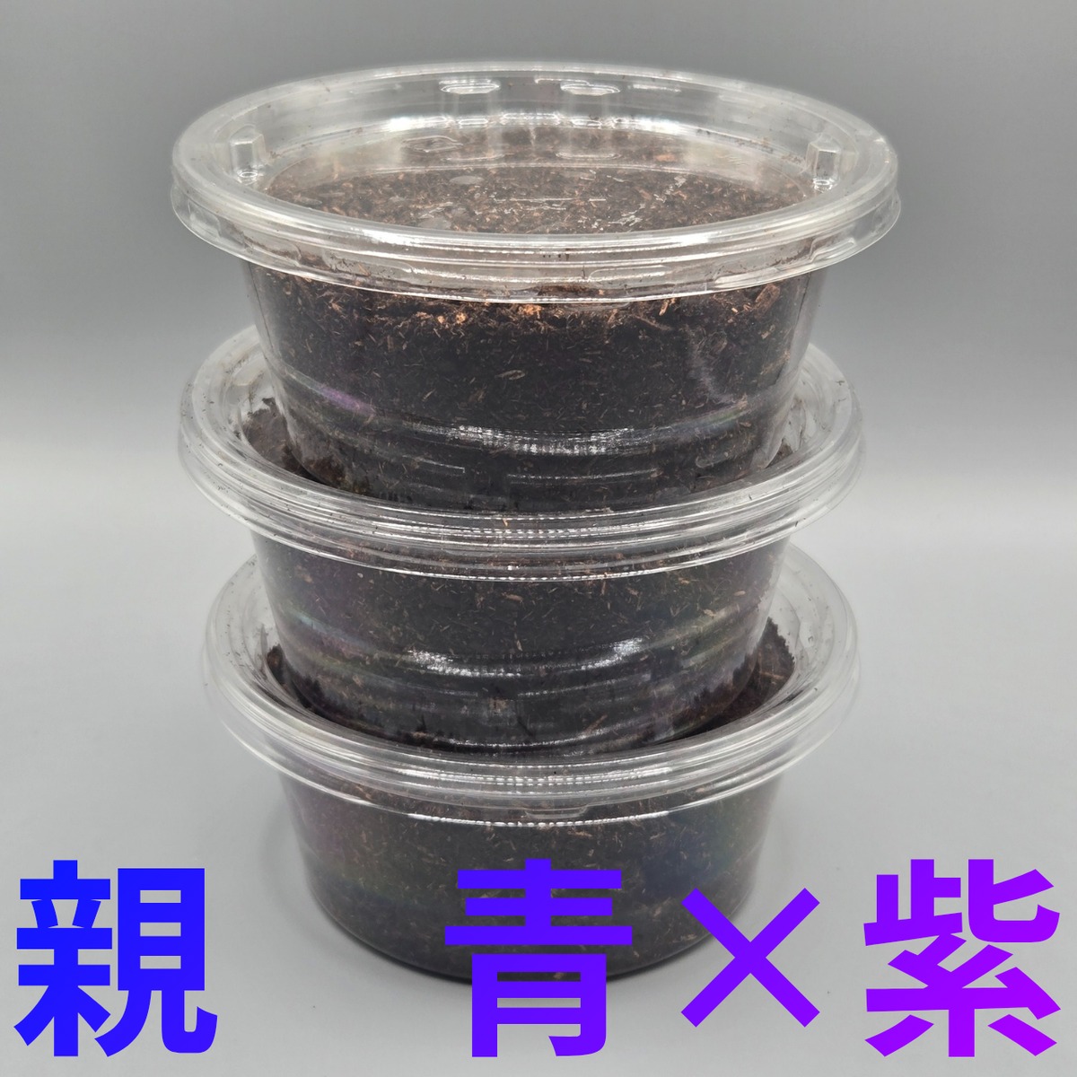 タイワンツノカナブン 幼虫3頭 | 昆虫専門店【鍬鉄】