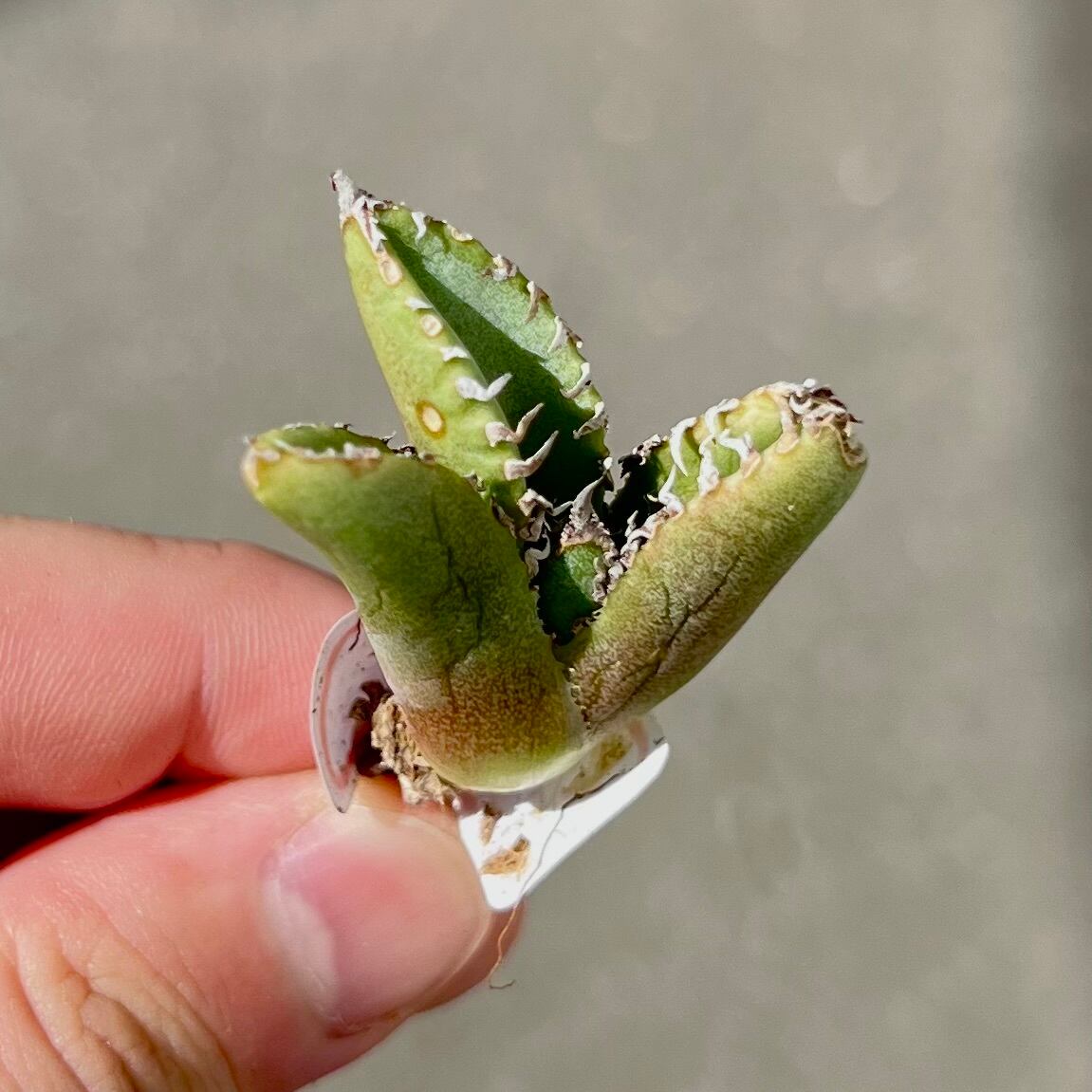 超優良子株 キンセン ブツブツ 超優良子株 キンセン ブツブツ - メルカリ