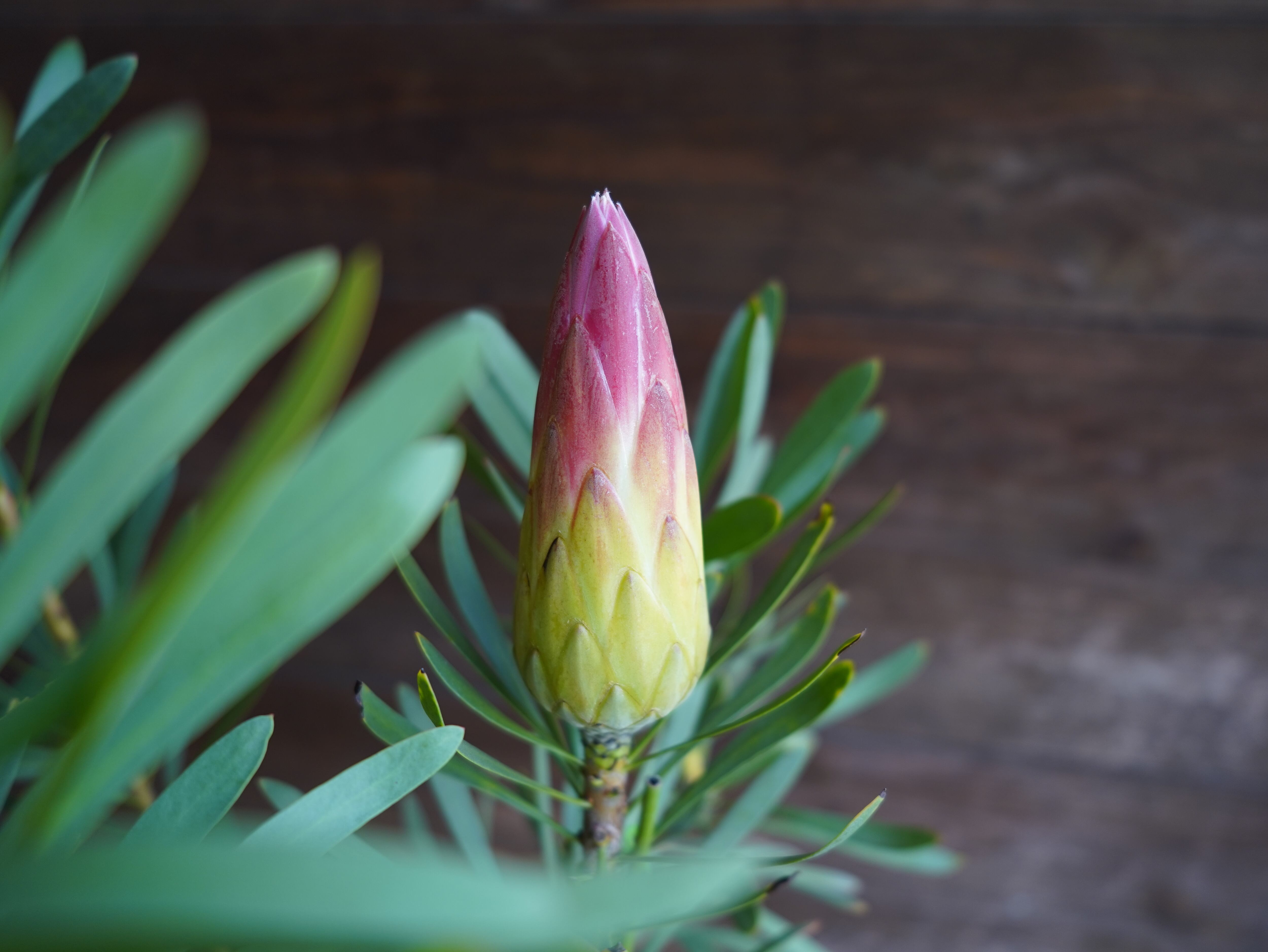 【現物】プロテア　”ルビーブラッシュ”　