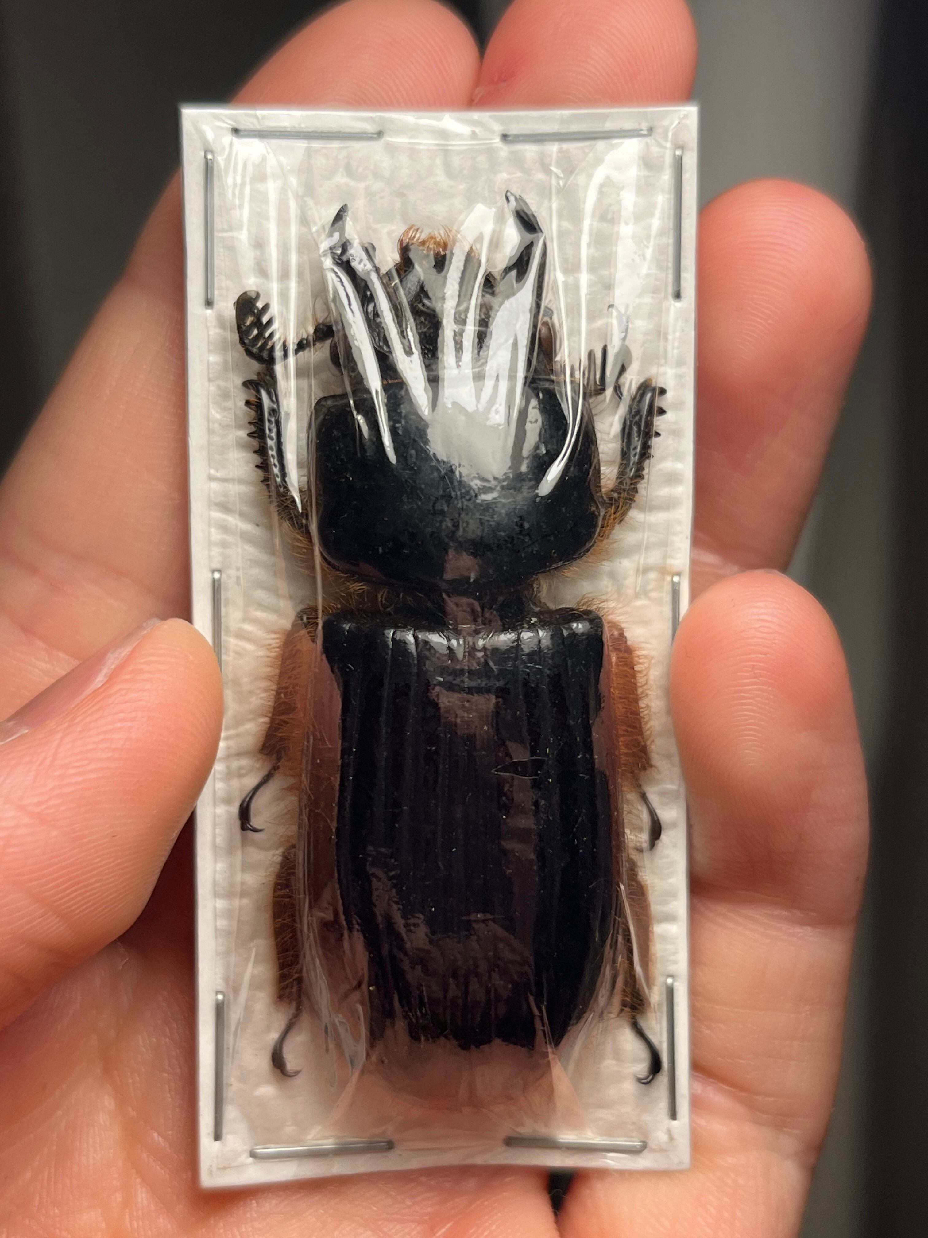 塵虫•黒艶虫•擬穀盗•閻魔虫 | オモニキチュウ
