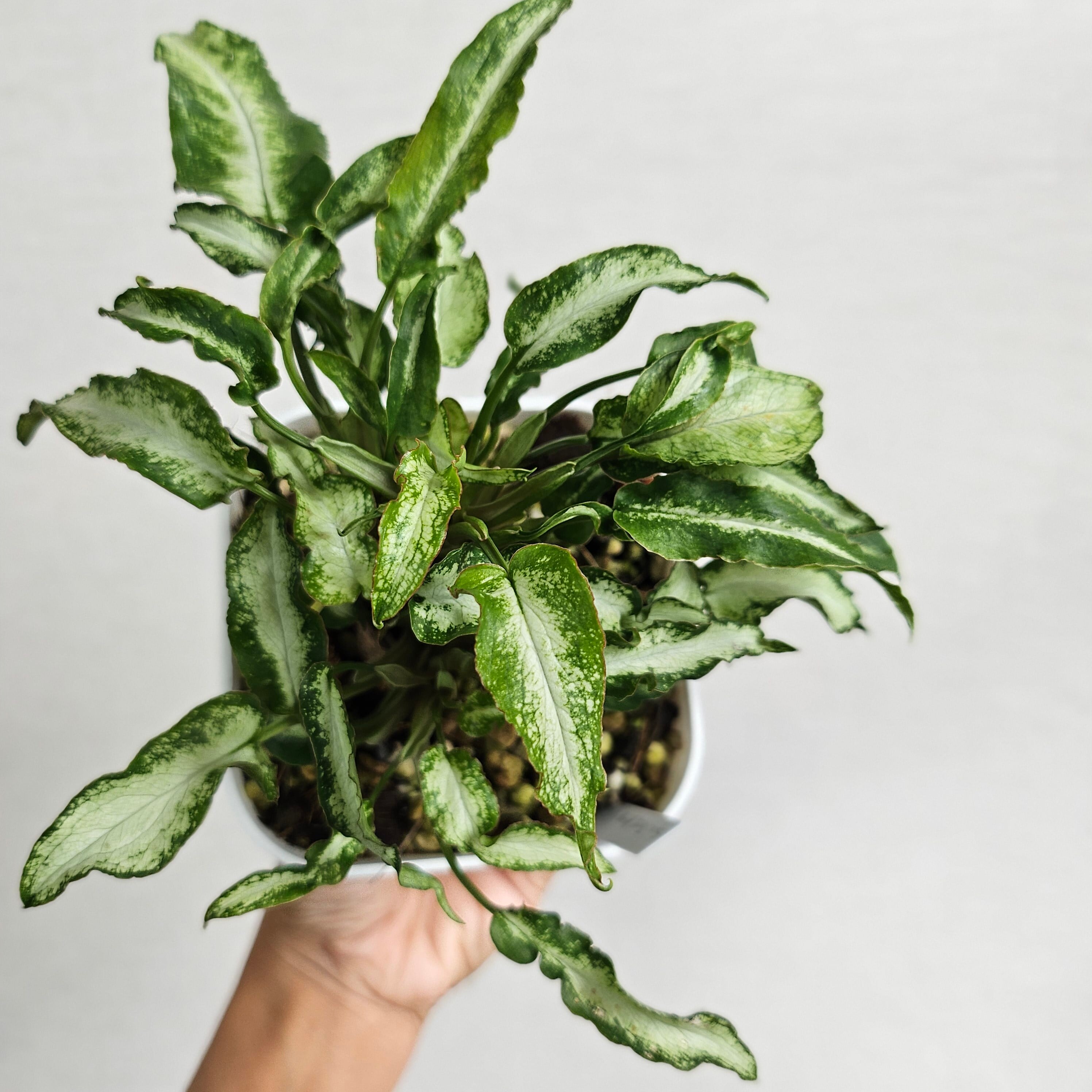 ①《シンゴニウム・スリーキングス》Syngonium Three King 観葉植物 ポットまま発送