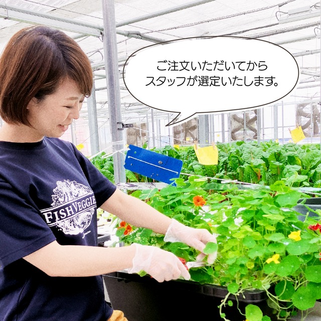【FISH VEGGIES】ナスタチウムの葉3〜5cm　 15枚程度　化学肥料/農薬不使用だから安心して食べられる