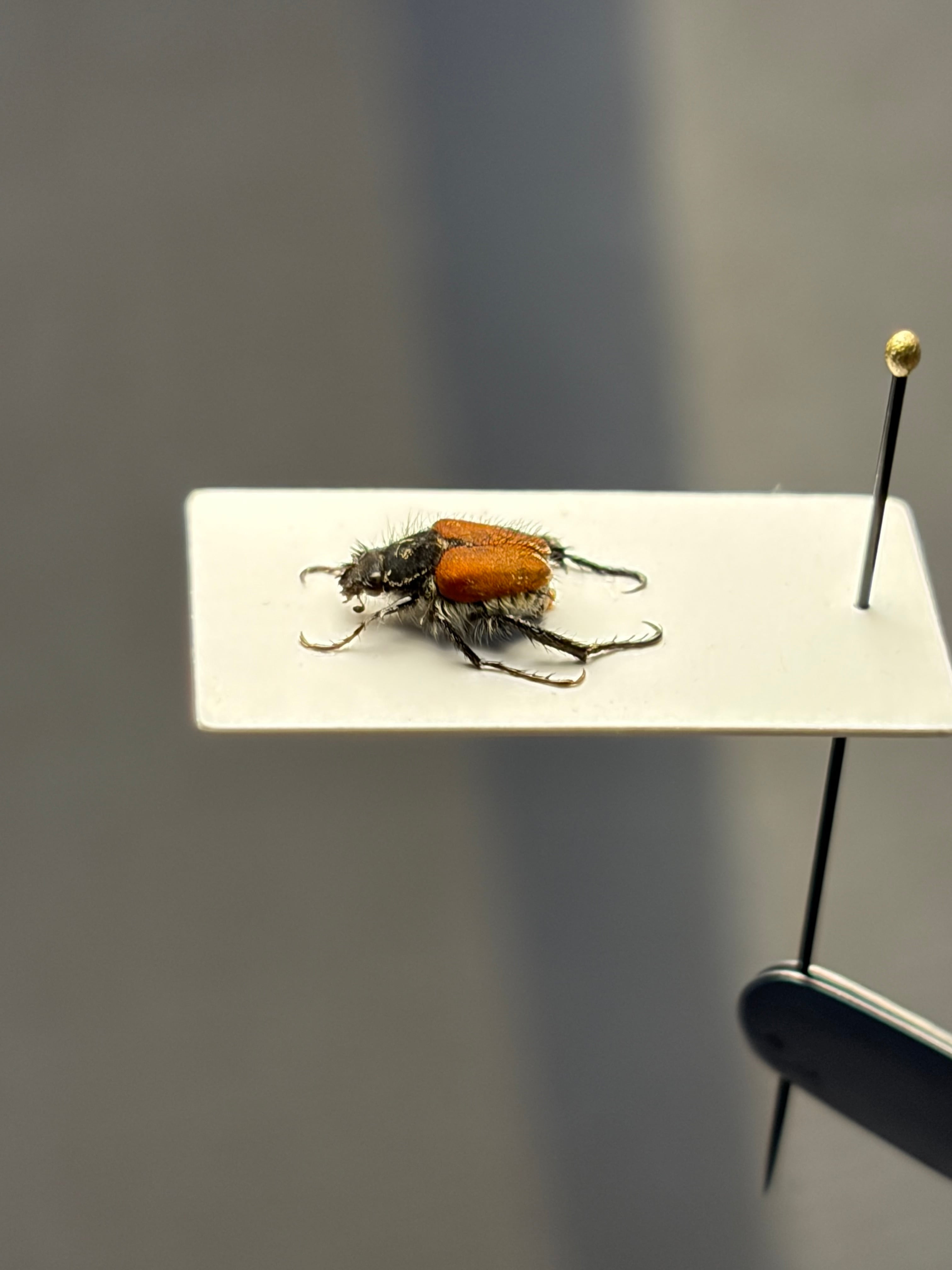 トゲトゲテントウムシダマシ 昆虫標本 Cacodaemonフトタマムシ