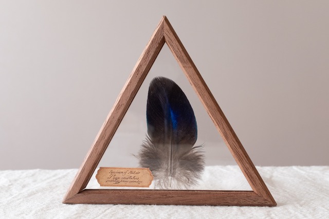 空中標本 大 インドクジャクの羽