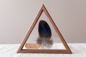 空中標本 大 インドクジャクの羽