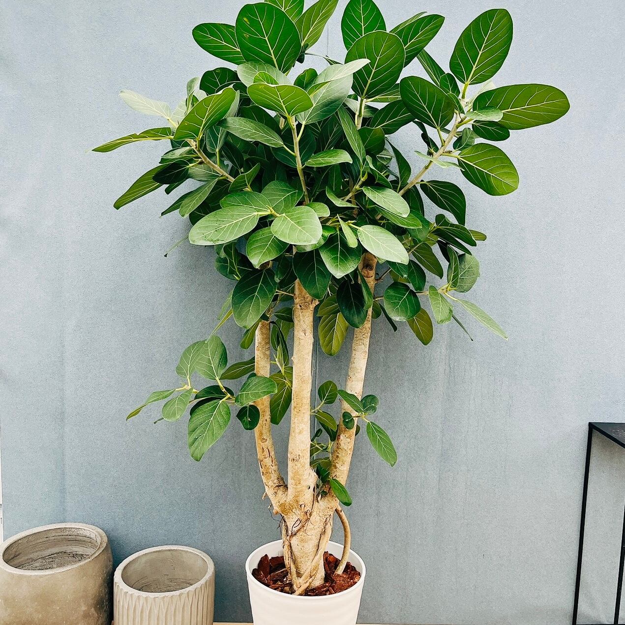 現品］82番 ツピタンサス 8号 観葉植物 室内 大型 おしゃれ シェフレラ