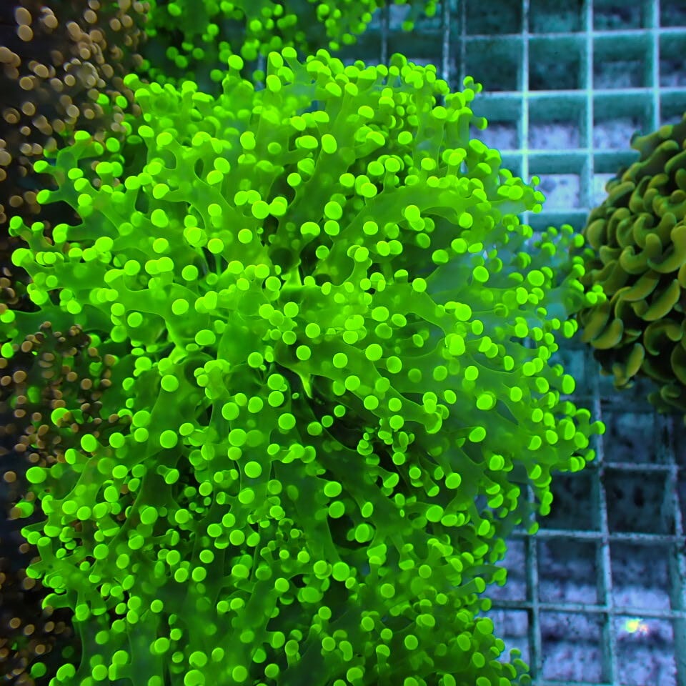 ネット入り天然ライブロック(クラッシュ)500g | HOUSE REEF(ハウス