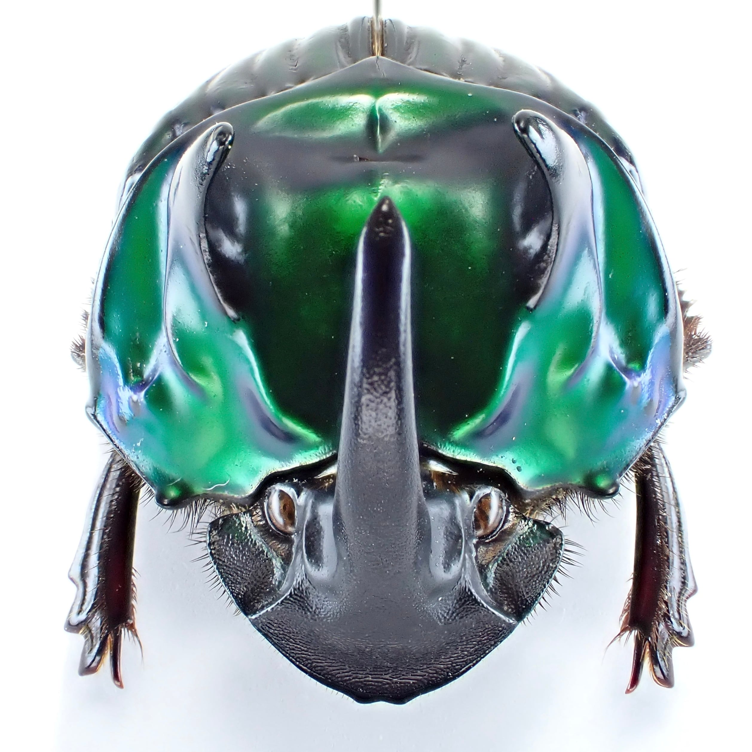 激レア　青いクリスマスビートル　昆虫標本　虫 シーズン初クリスマスビートル | 【公式】オーストラリア唯一の